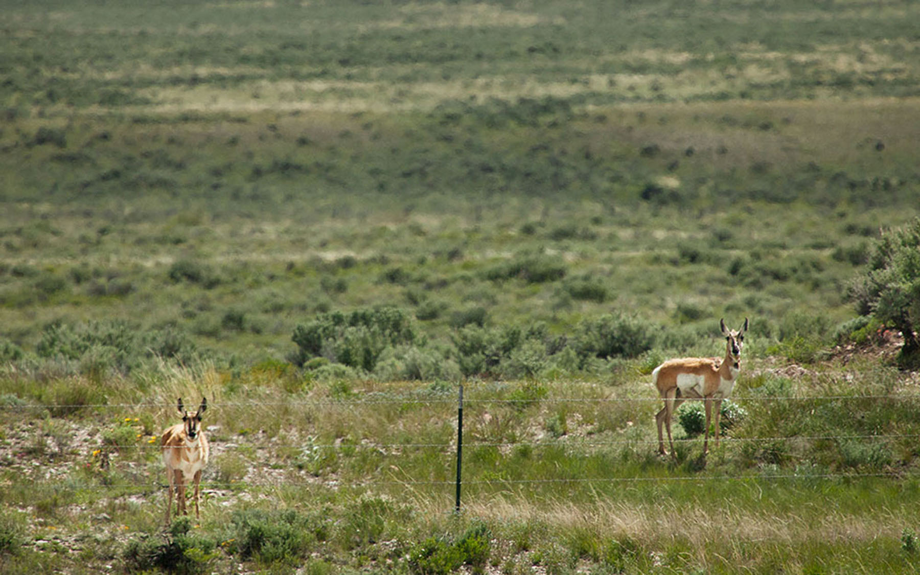 Little Lost River Valley Ranch property picture 64 of 96