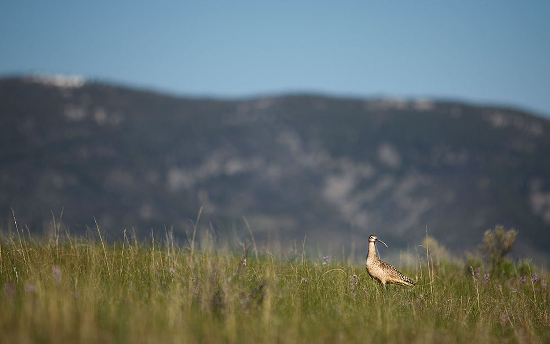 Little Lost River Valley Ranch property picture 62 of 96