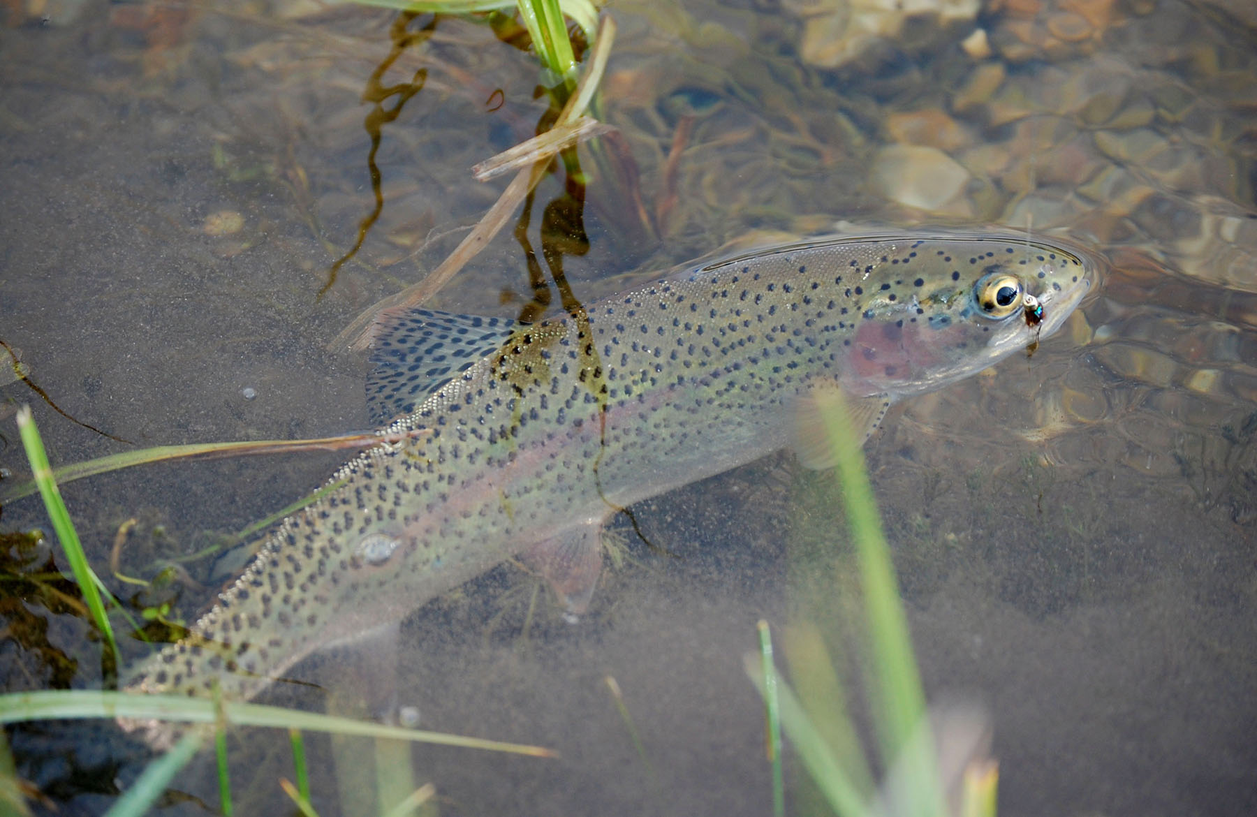 Little Lost River Valley Ranch property picture 29 of 96