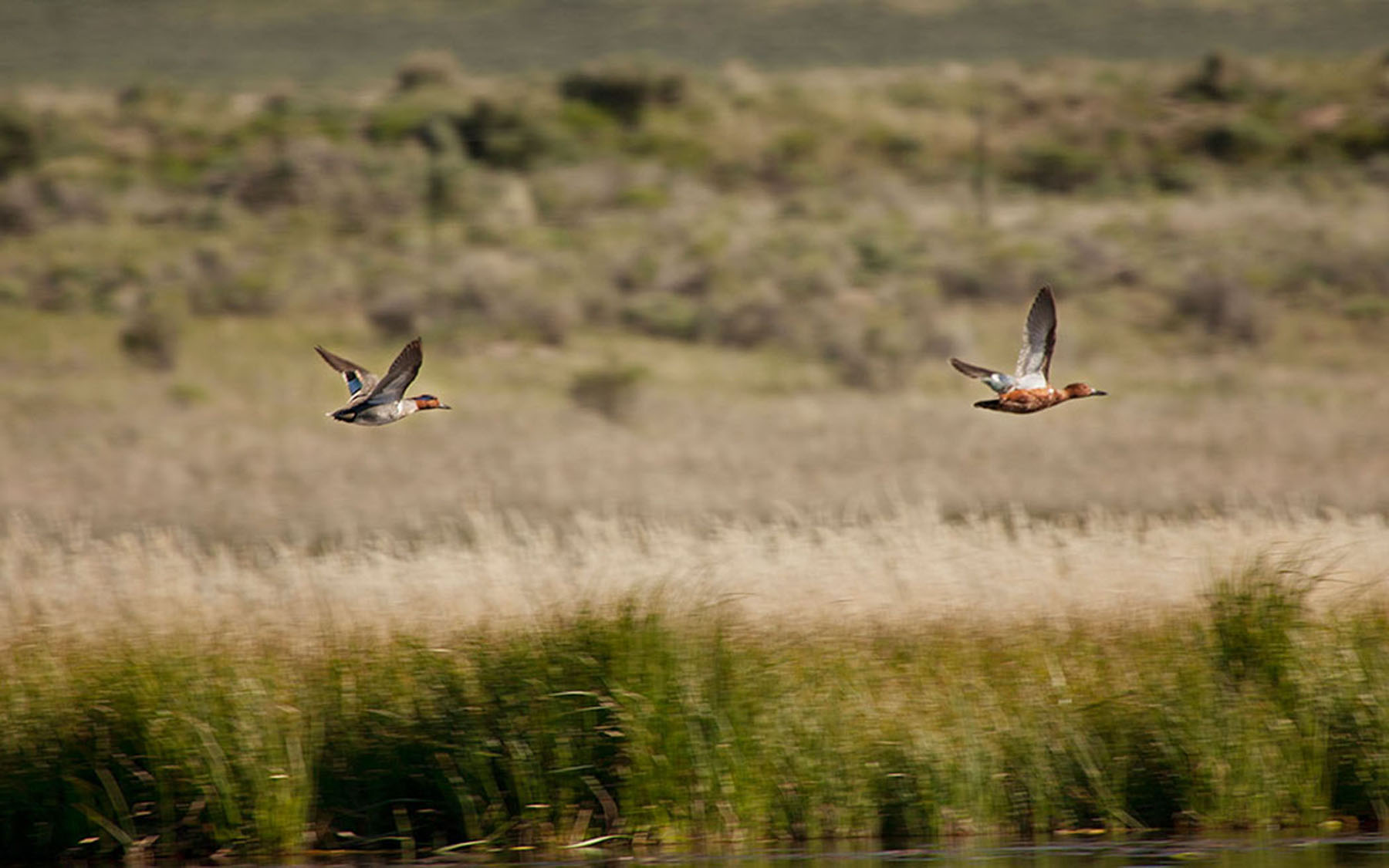 Little Lost River Valley Ranch property picture 63 of 96
