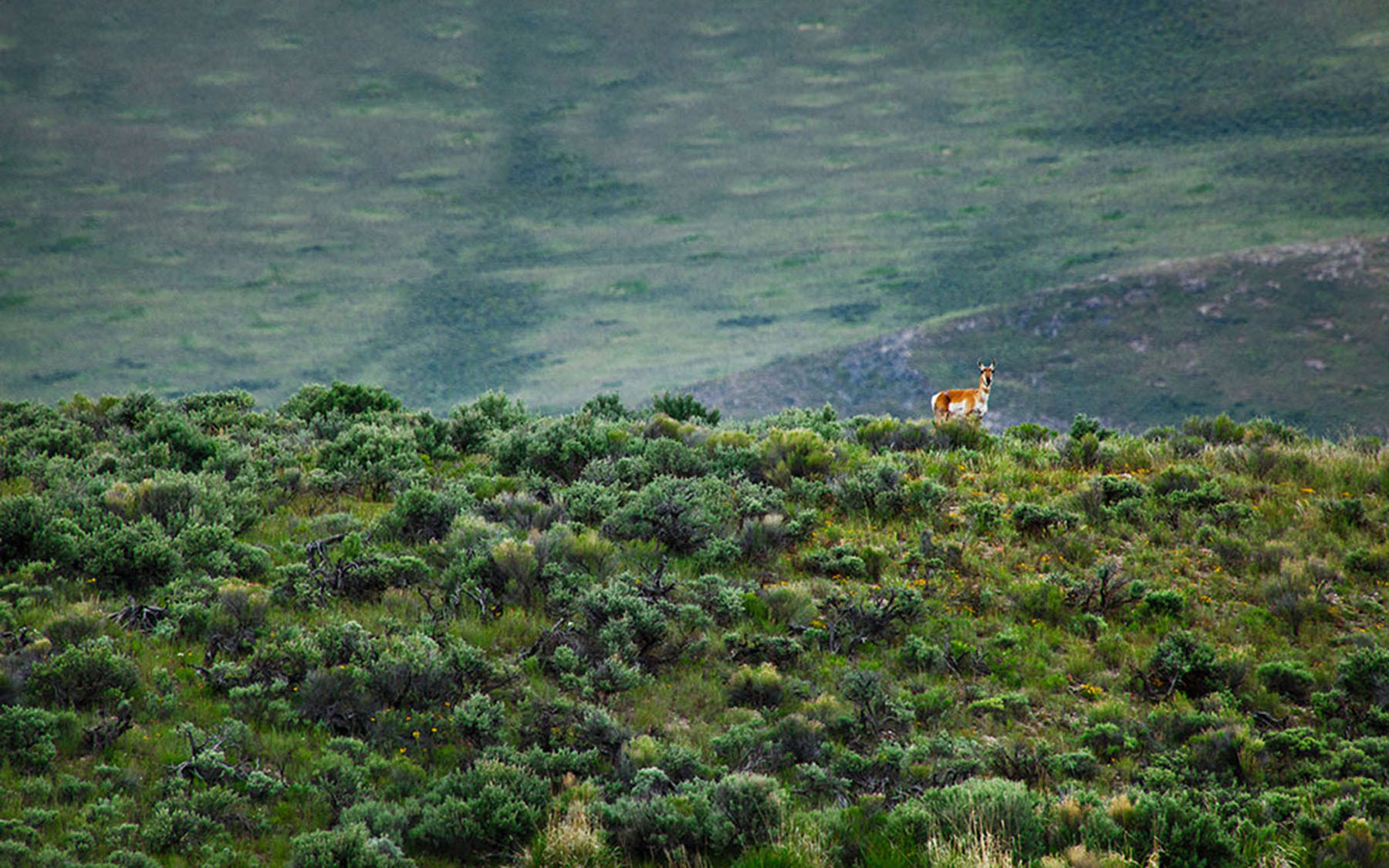 Little Lost River Valley Ranch property picture 65 of 96
