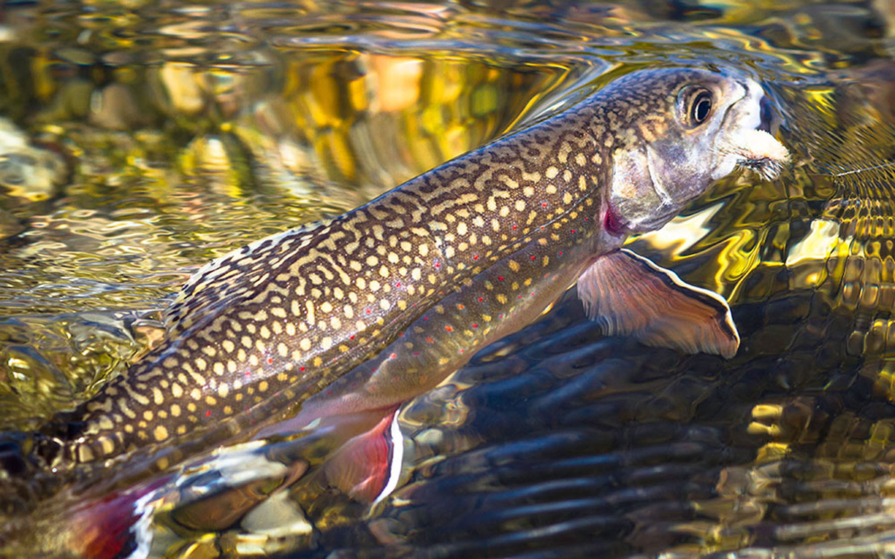 Little Lost River Valley Ranch property picture 30 of 96