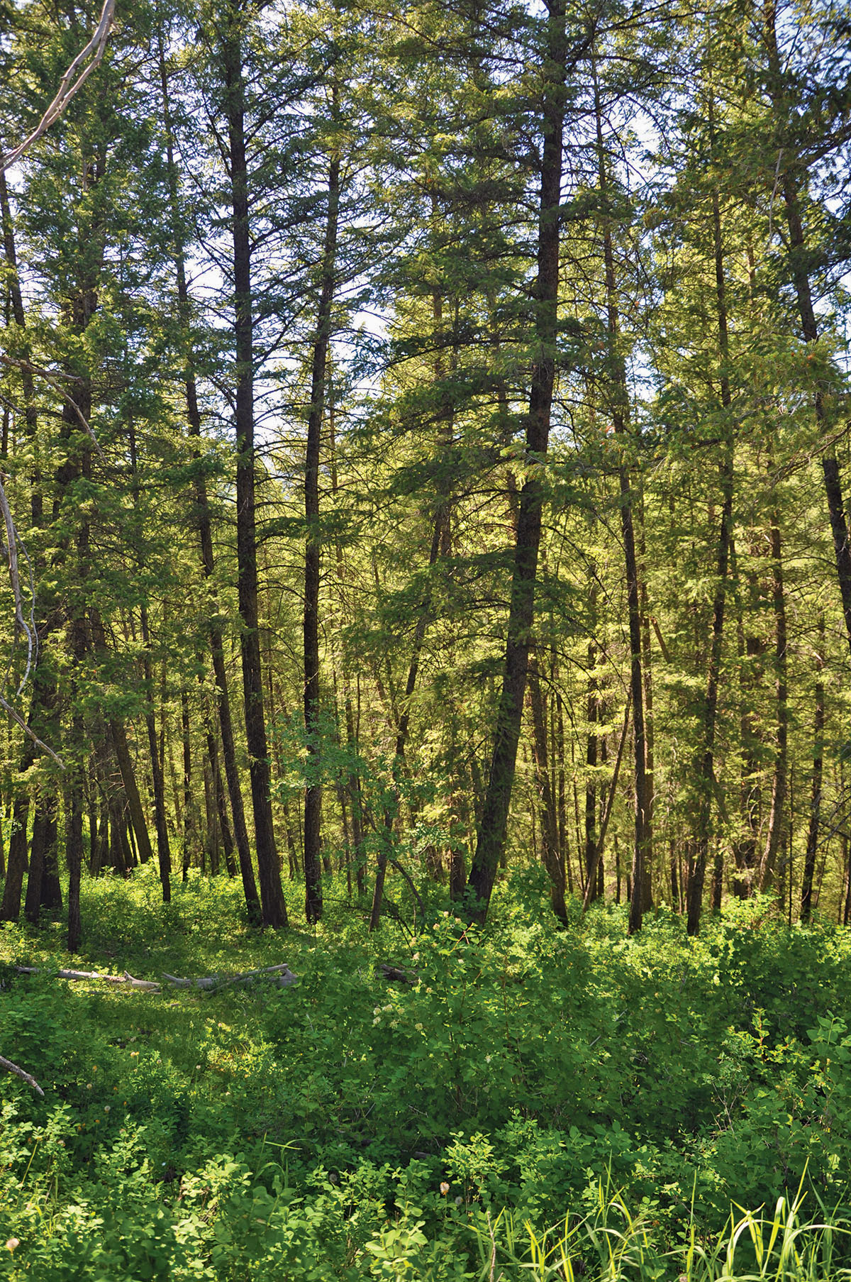 Hammer Ranch property picture 5 of 33