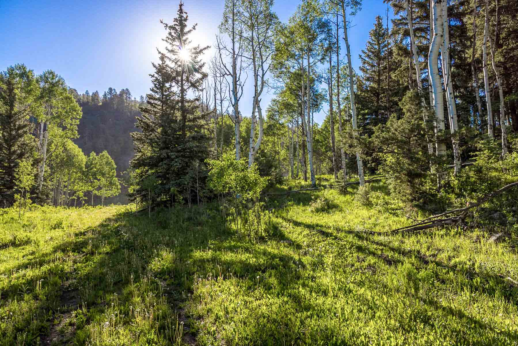 Telluride Renegade Ranch property picture 57 of 63