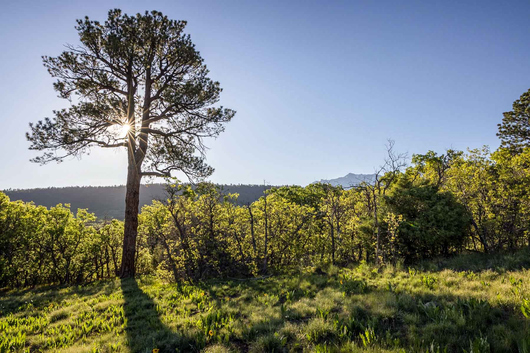 Telluride Renegade Ranch property picture 49 of 63