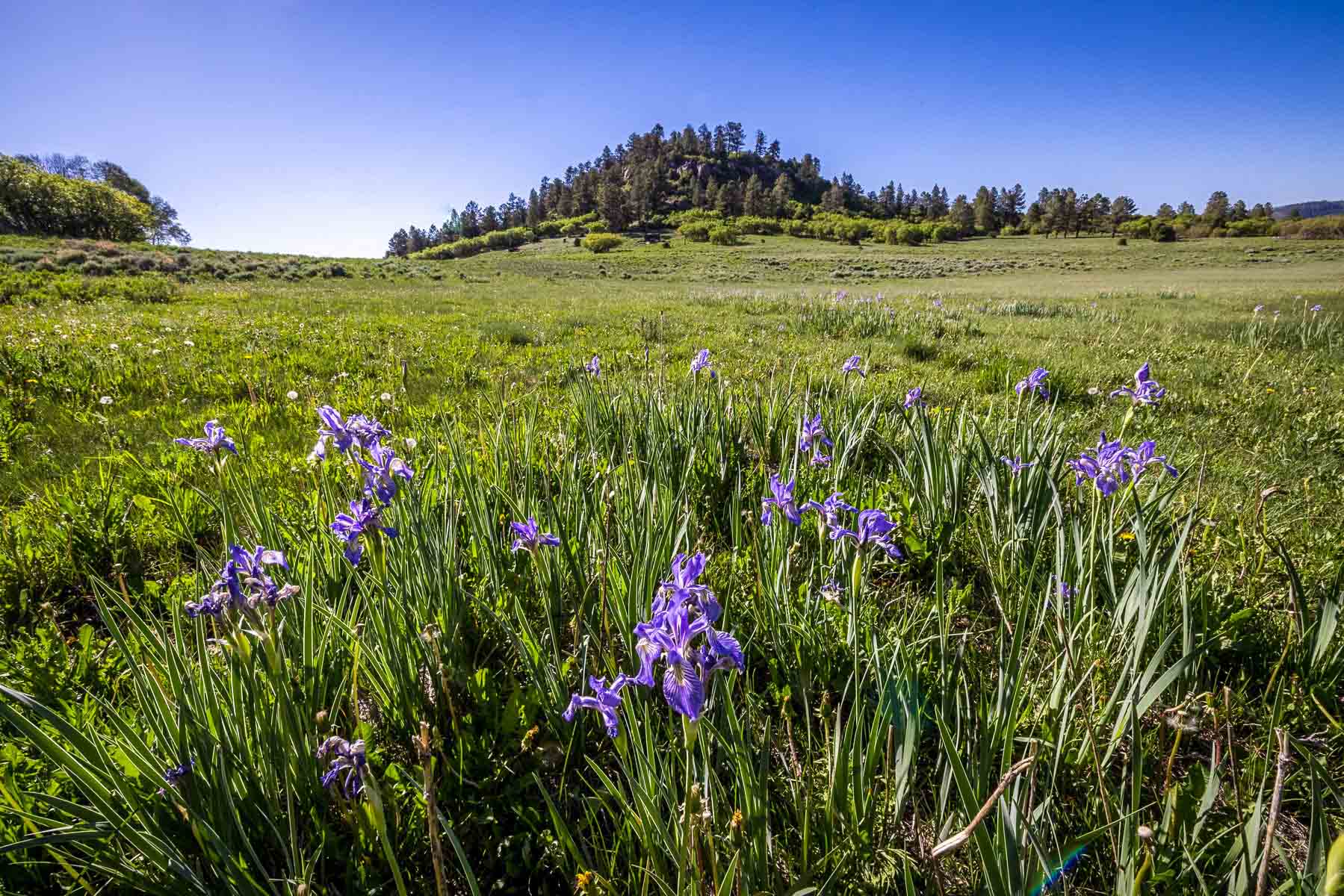 Telluride Renegade Ranch property picture 8 of 63