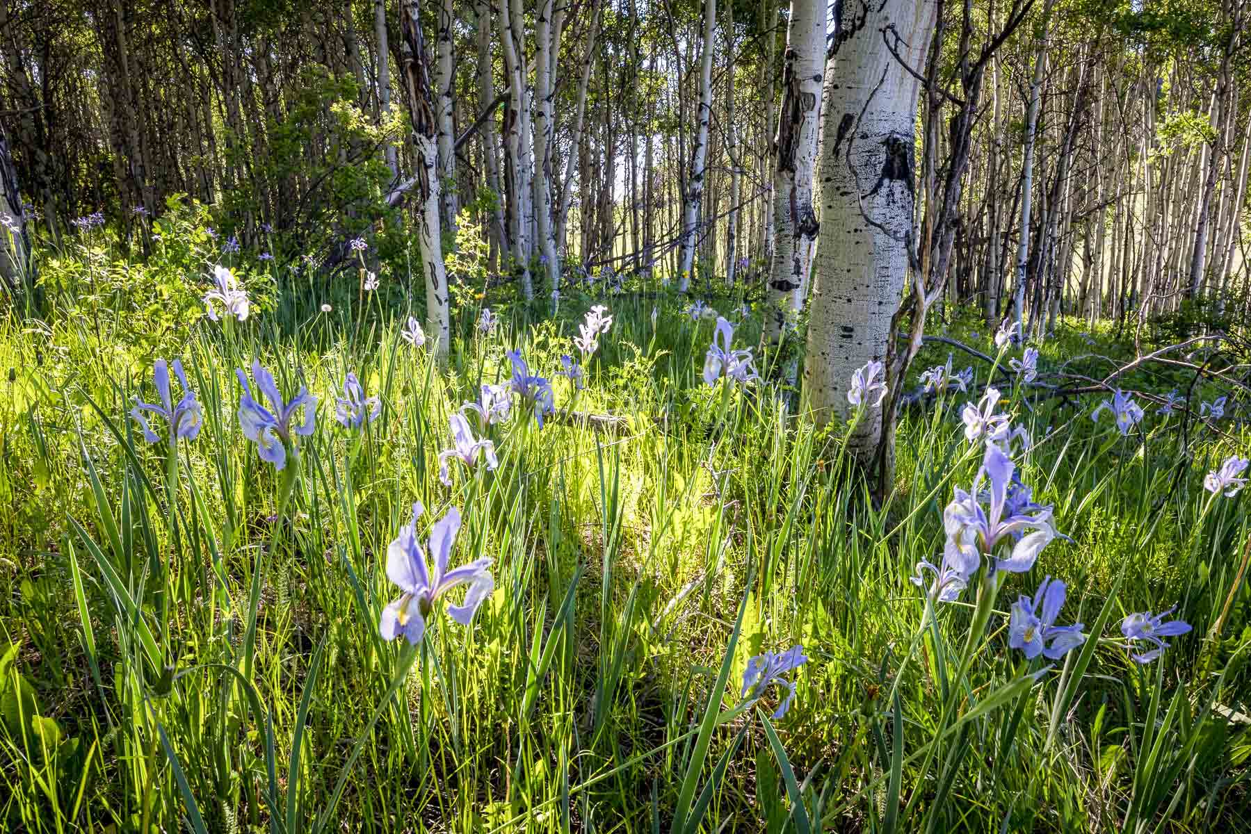 Telluride Renegade Ranch property picture 29 of 63