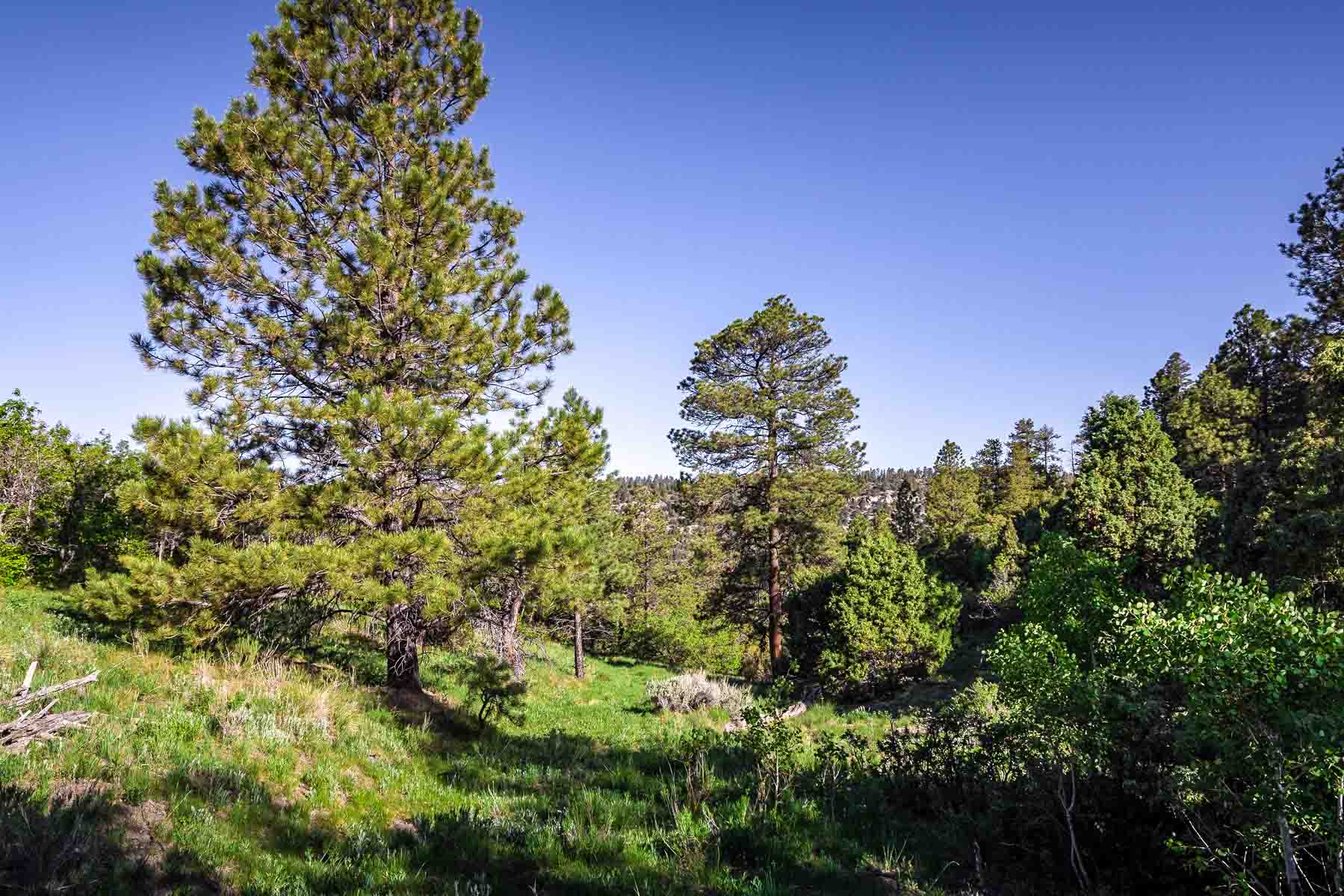 Telluride Renegade Ranch property picture 61 of 63