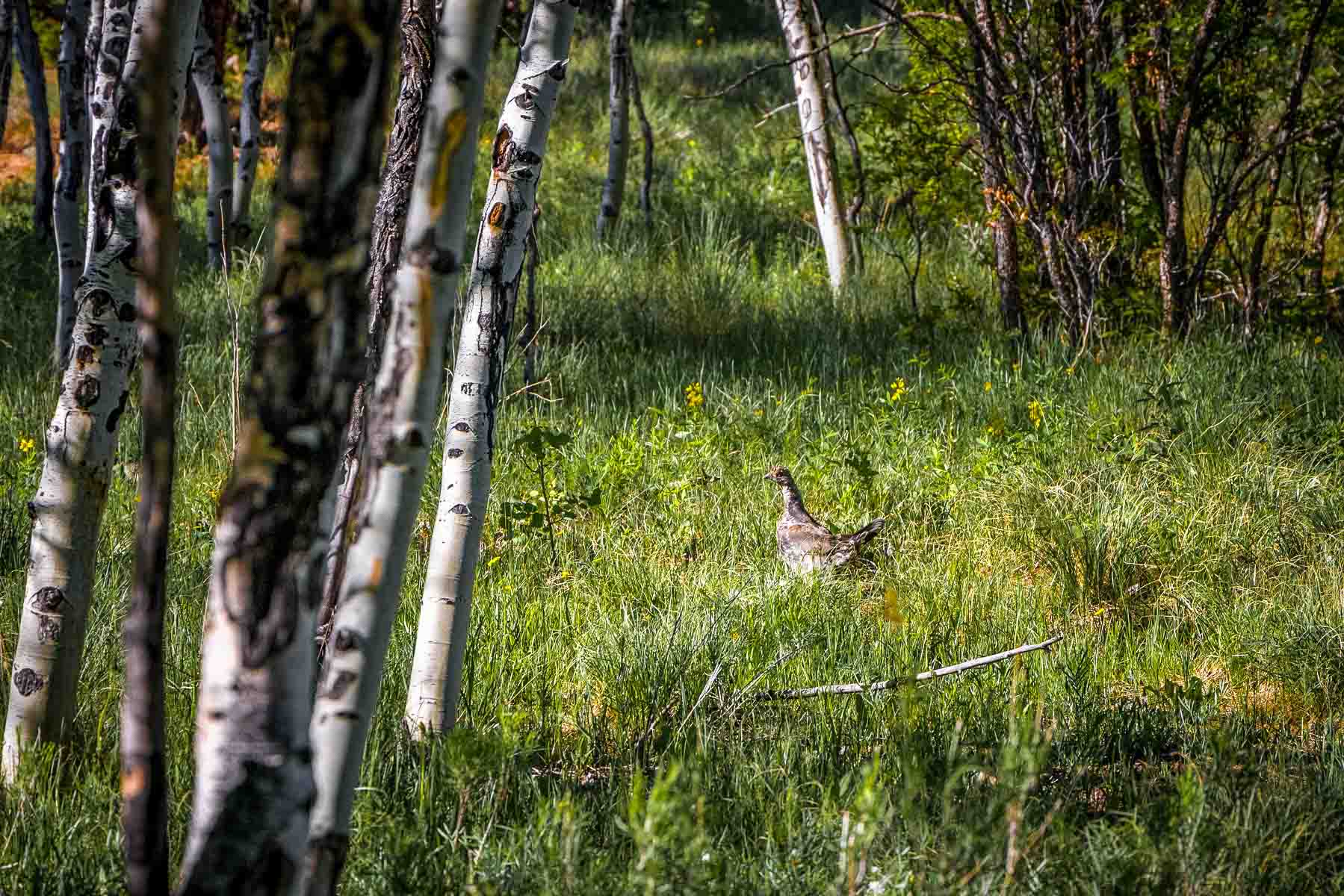 Telluride Renegade Ranch property picture 55 of 63