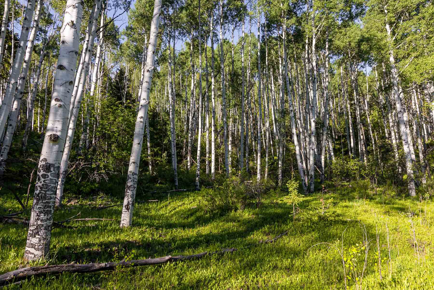Telluride Renegade Ranch property picture 5 of 63