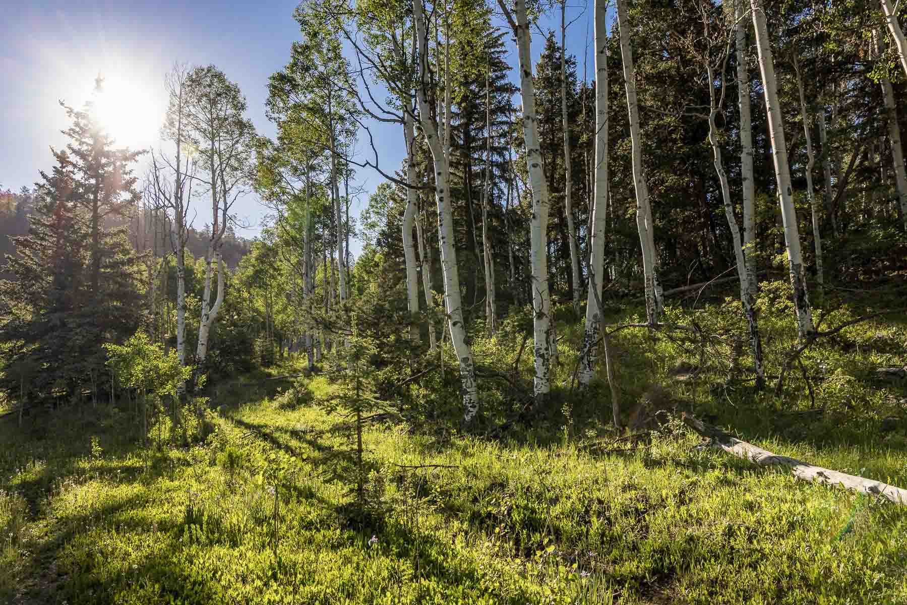 Telluride Renegade Ranch property picture 56 of 63