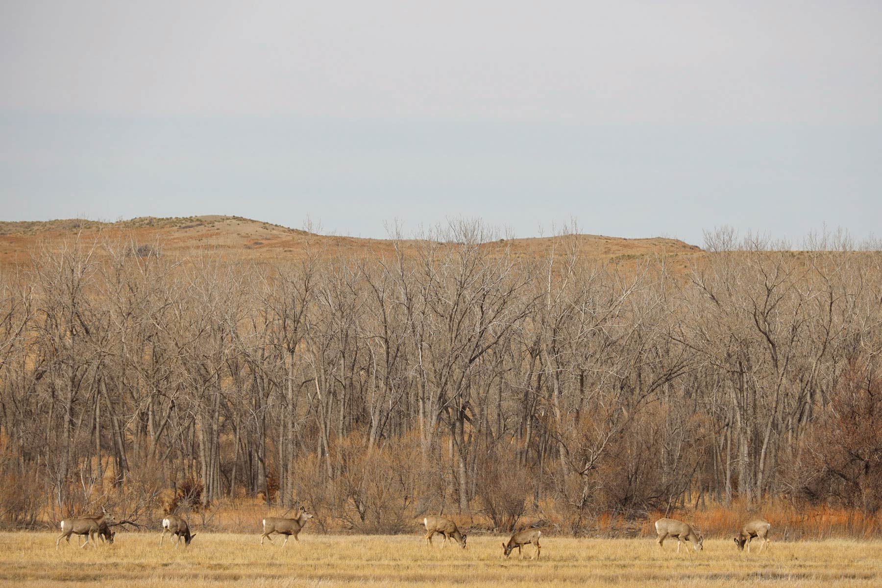 Little White River Ranch property picture 152 of 189