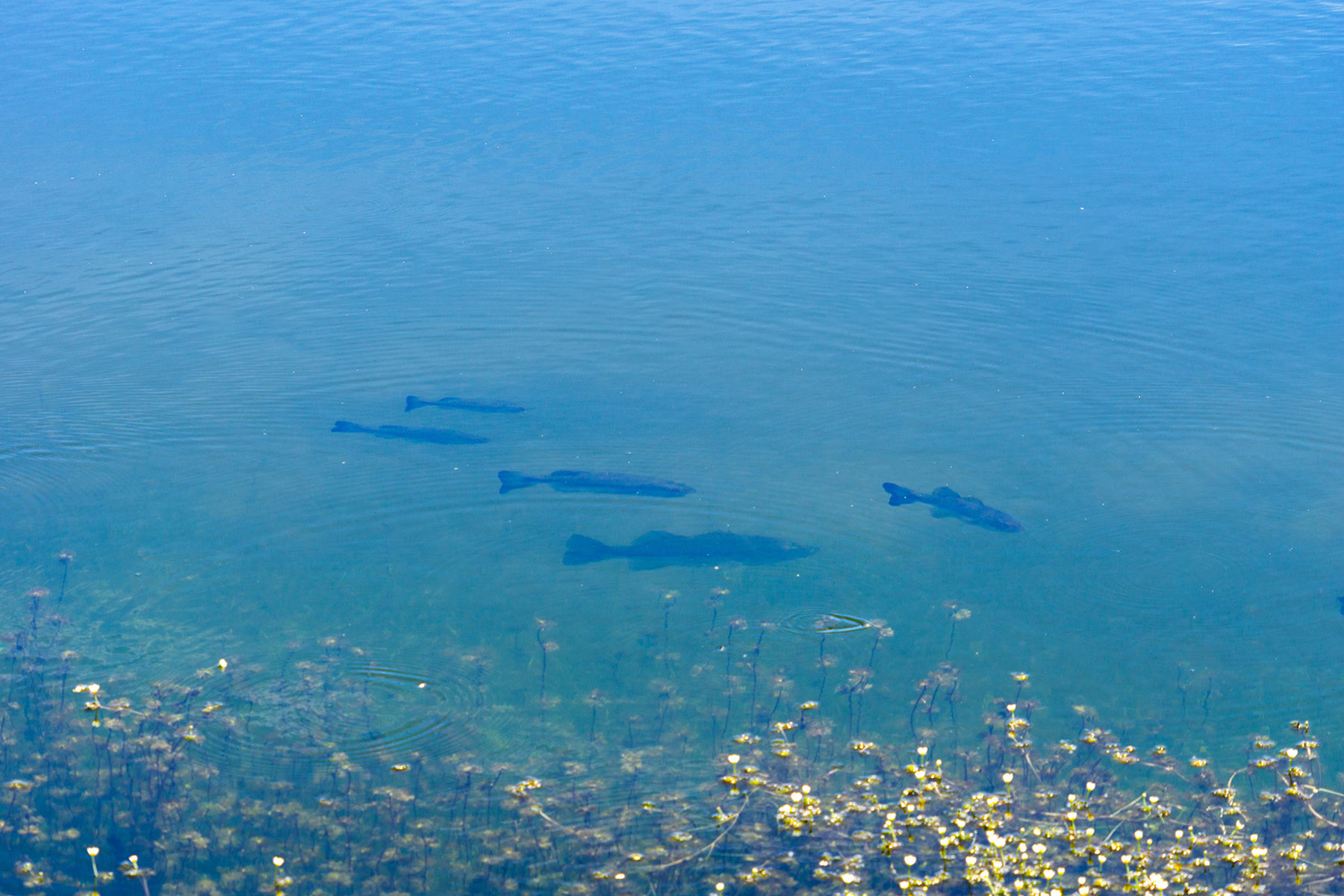 Little White River Ranch property picture 71 of 189