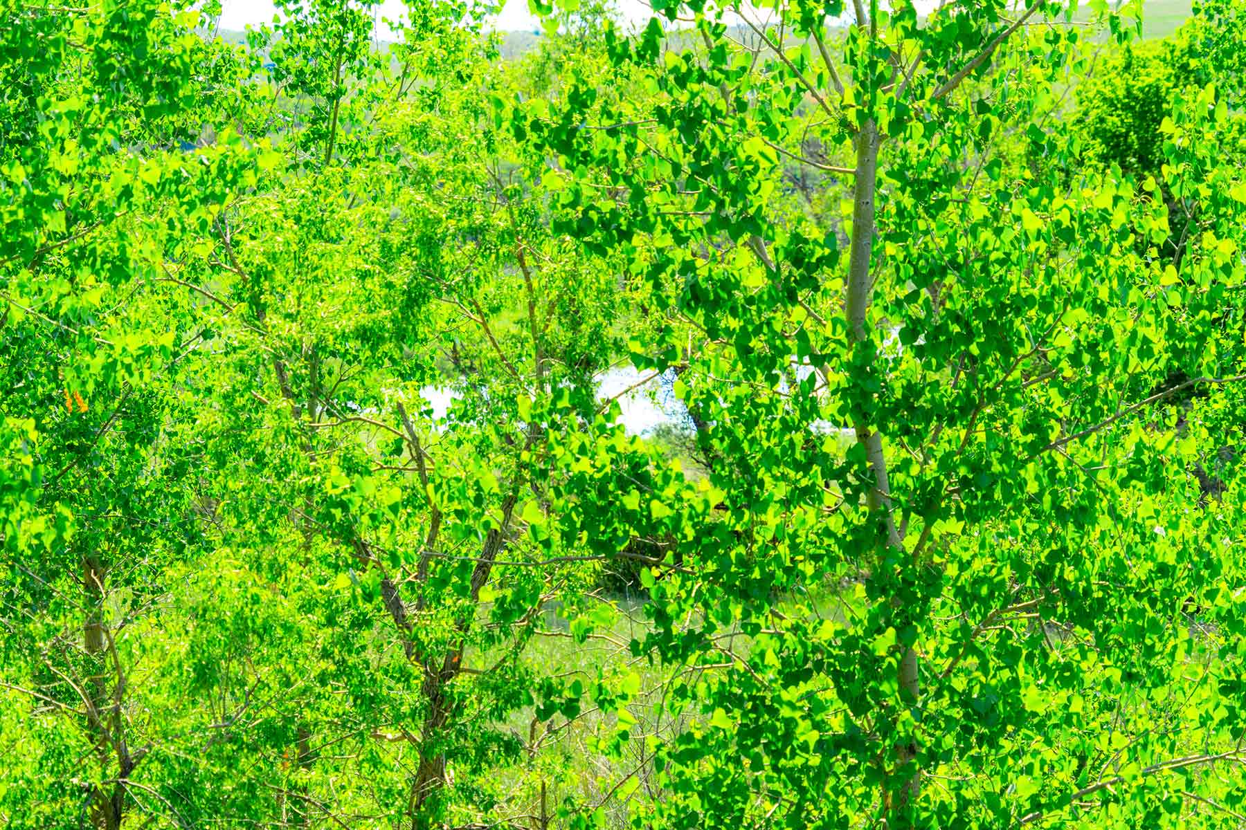 Little White River Ranch property picture 111 of 189