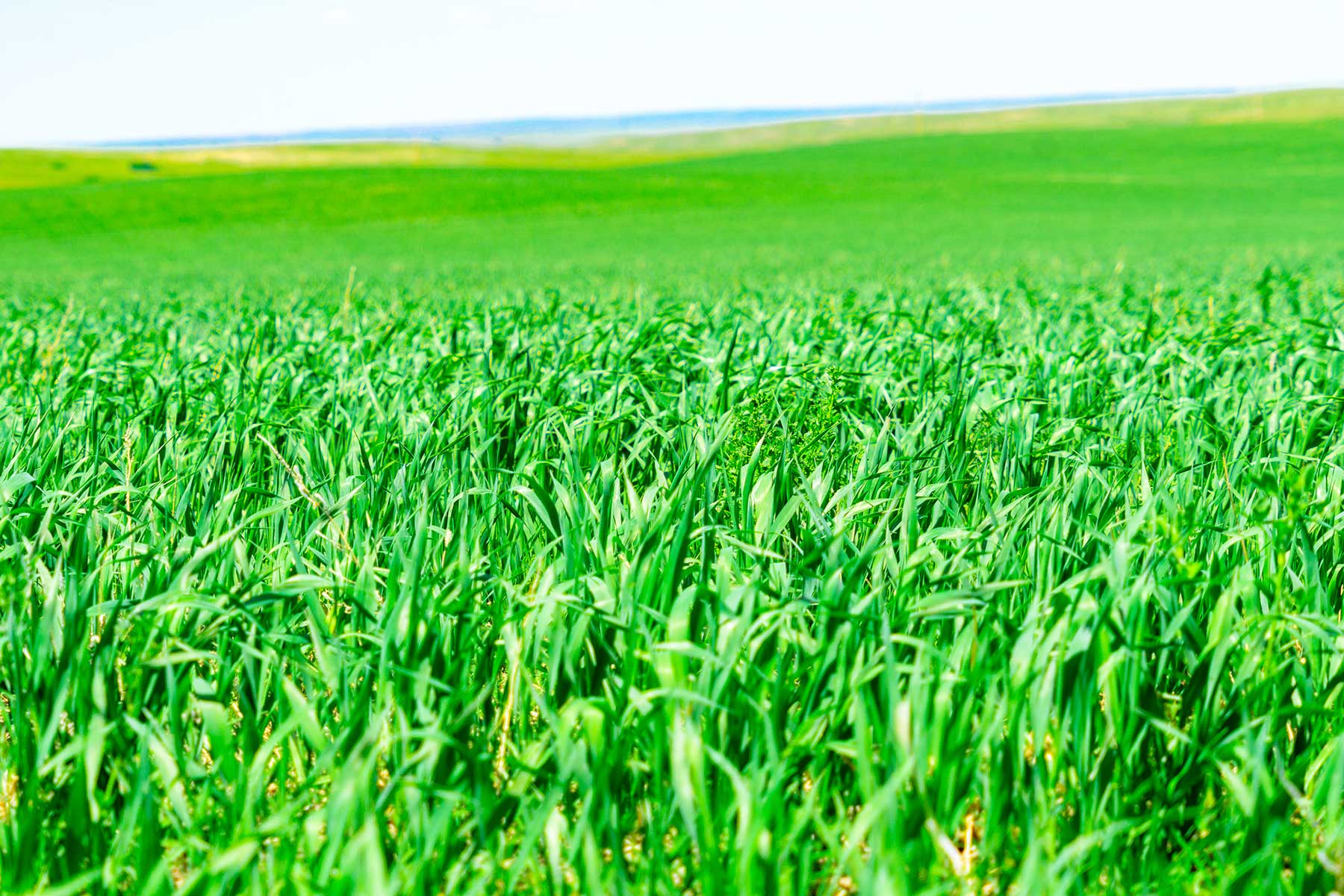 Little White River Ranch property picture 85 of 189