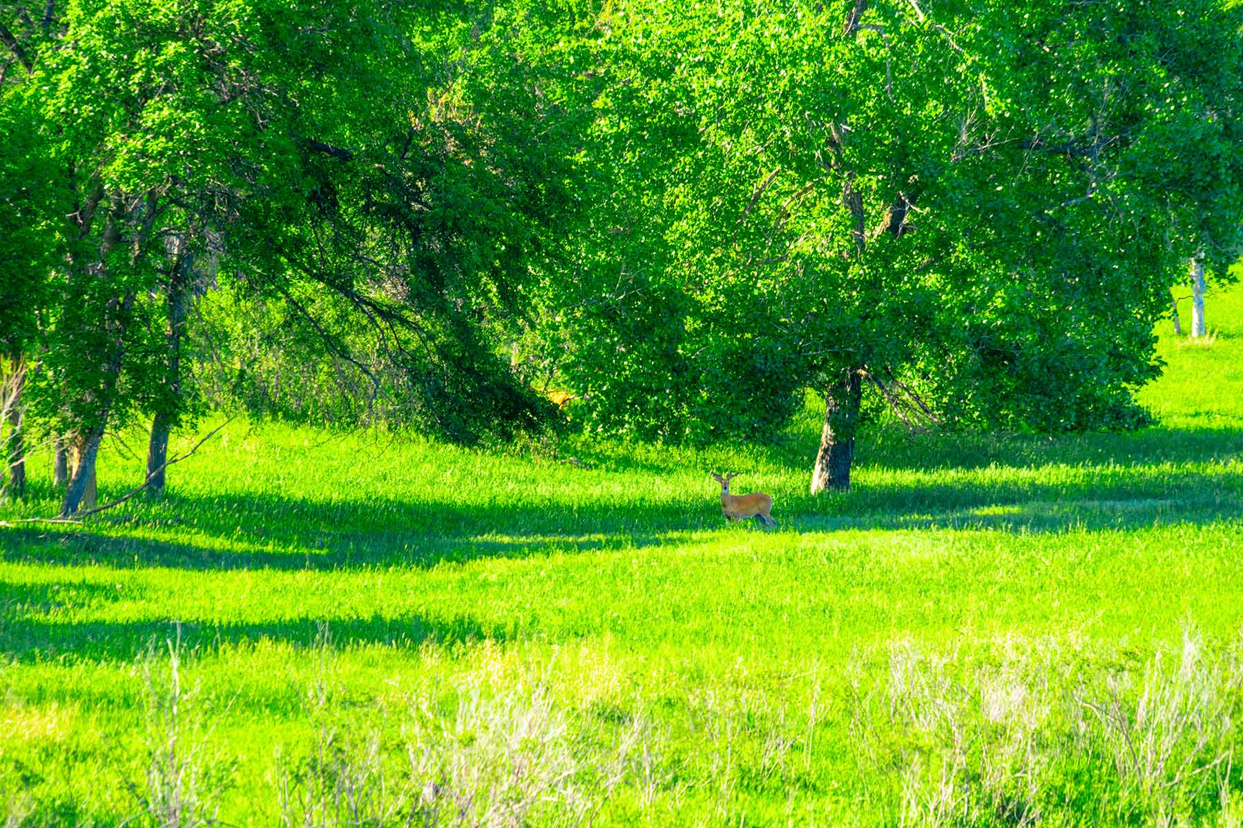 Little White River Ranch property picture 133 of 189