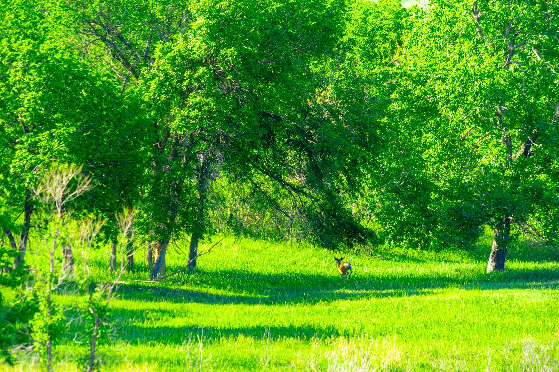 Little White River Ranch property picture 134 of 189