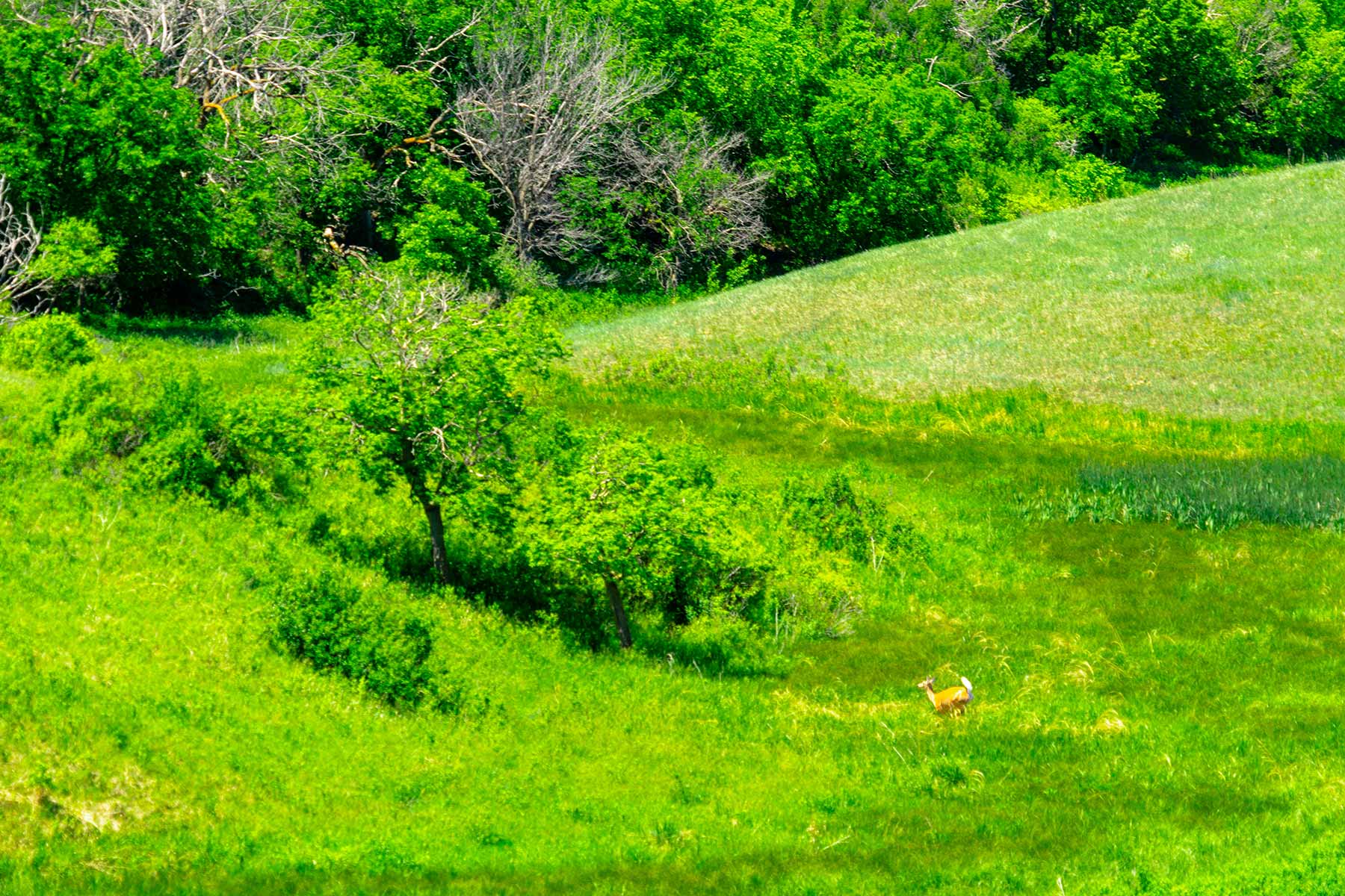 Little White River Ranch property picture 68 of 189