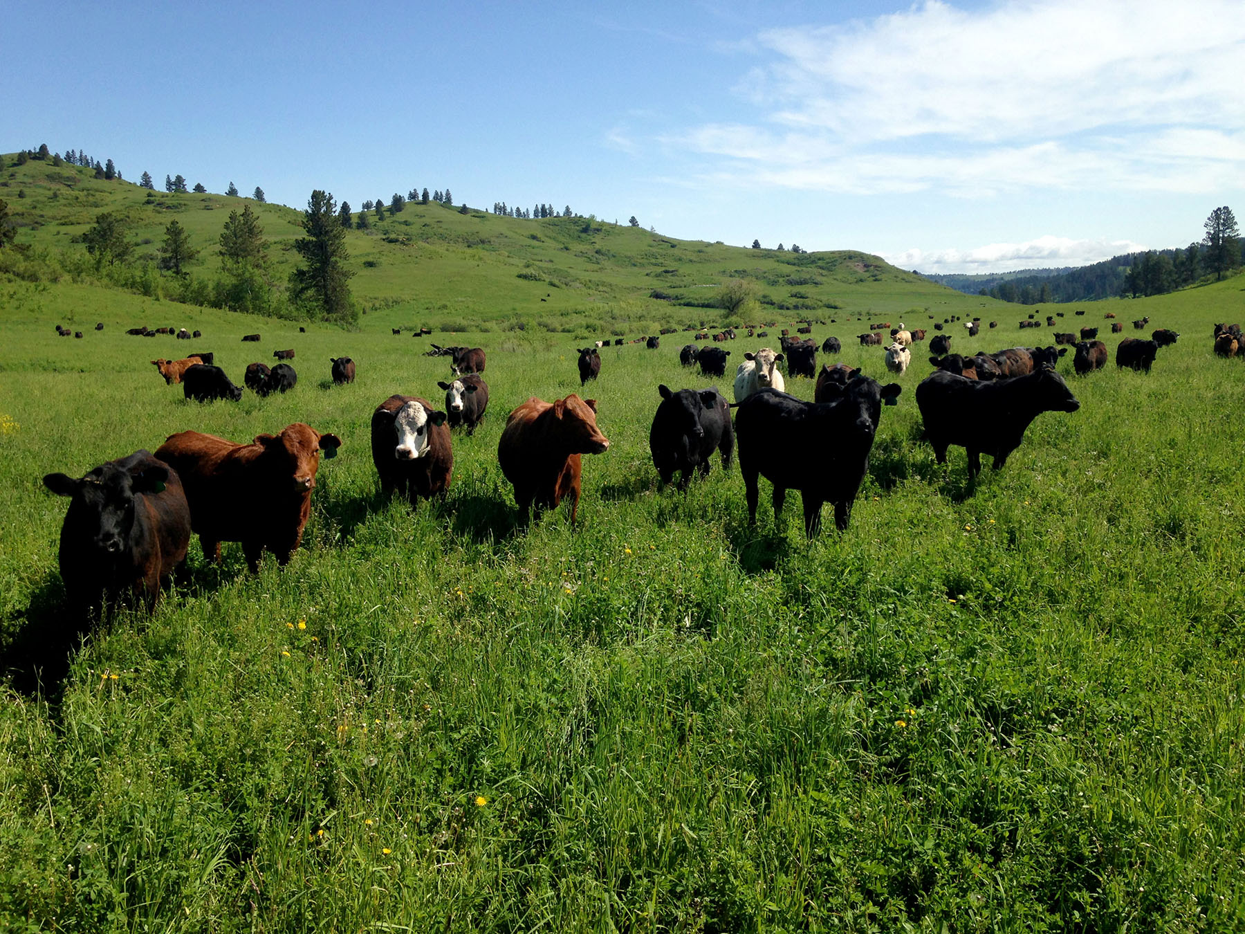 KR Rocking Ranch property picture 15 of 38