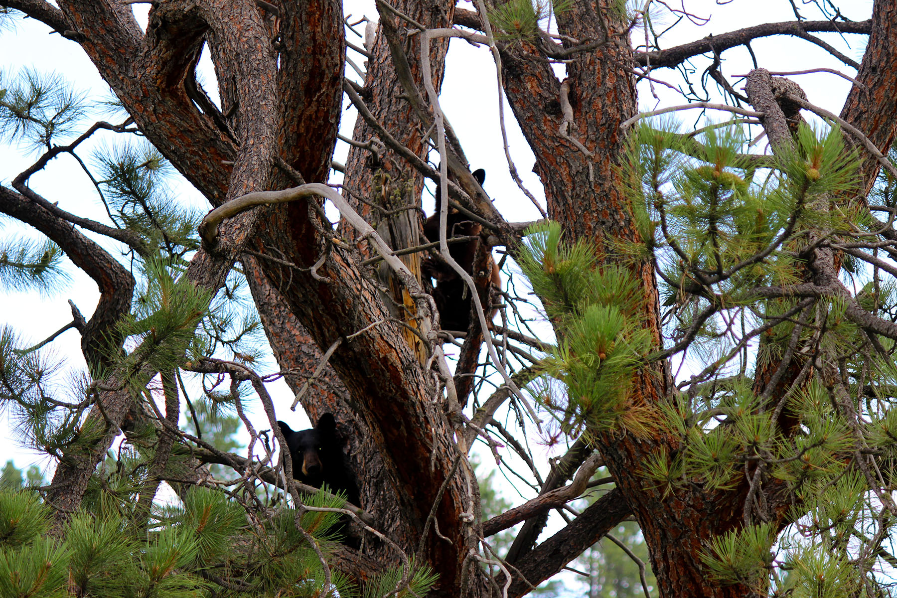 KR Rocking Ranch property picture 31 of 38
