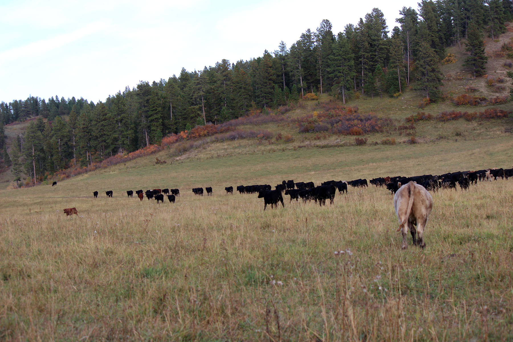 KR Rocking Ranch property picture 30 of 38