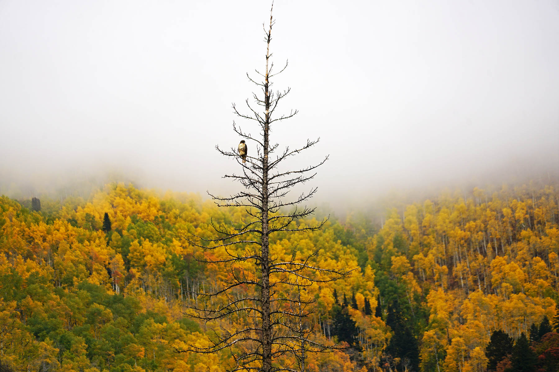 Snowmass Falls Ranch property picture 15 of 76