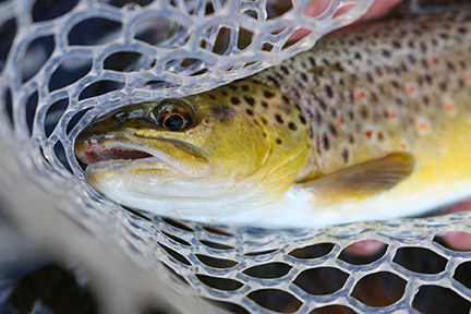 Eagle River Angler property picture 47 of 47