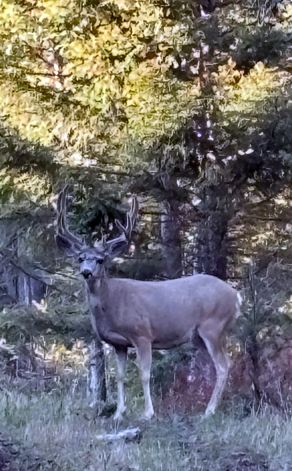 Mile High Ranch property picture 1 of 83