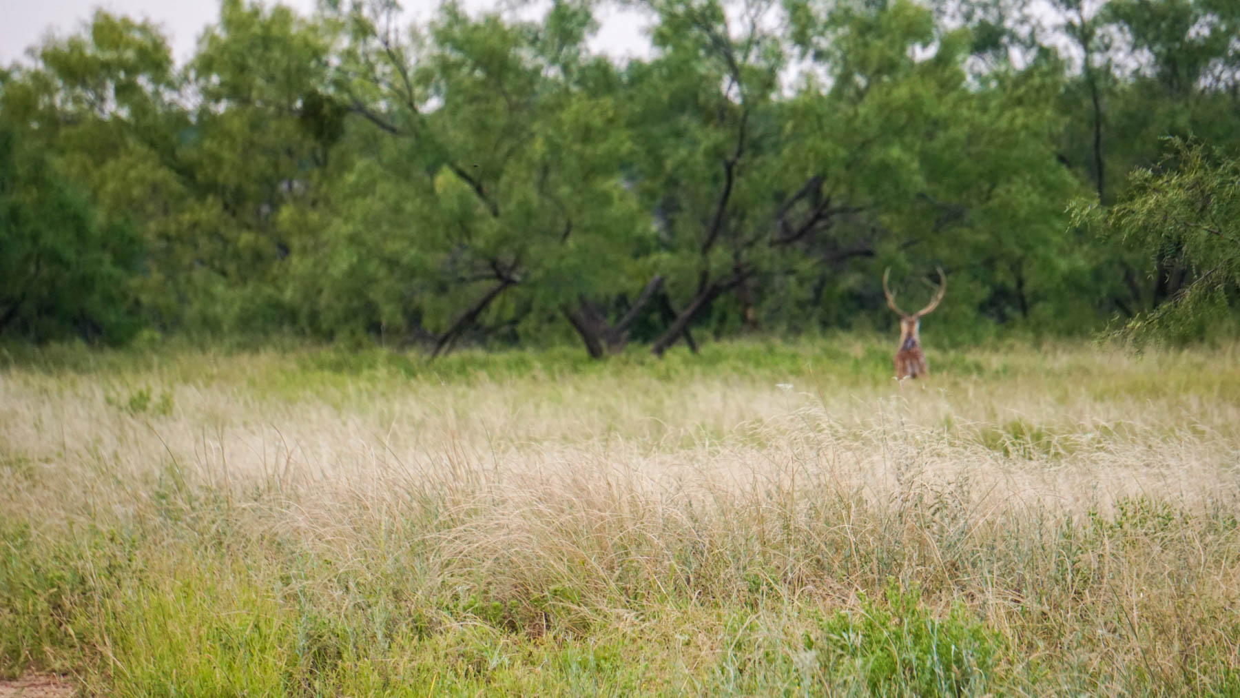 3B Game Ranch property picture 30 of 59