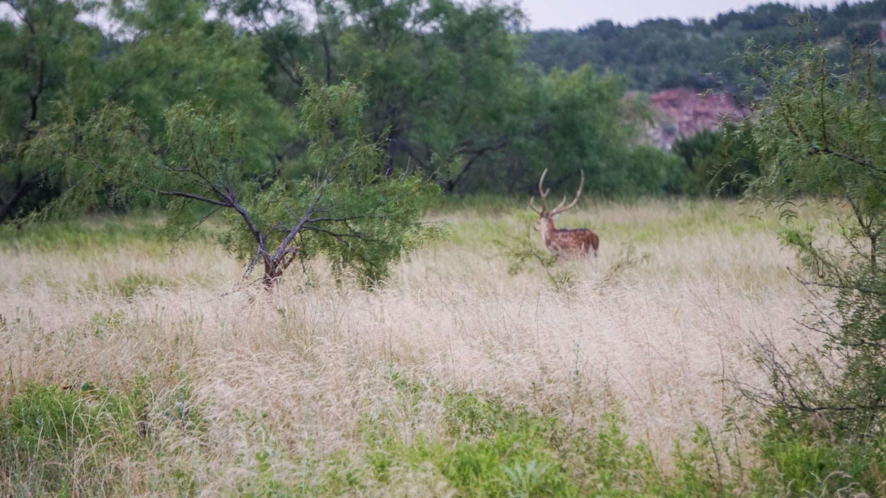 3B Game Ranch property picture 29 of 59