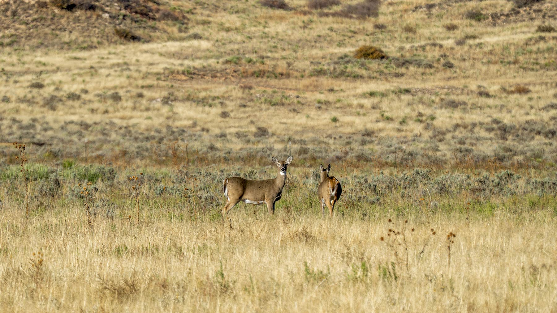 Burson Rita Blanca Creek Ranch property picture 22 of 49