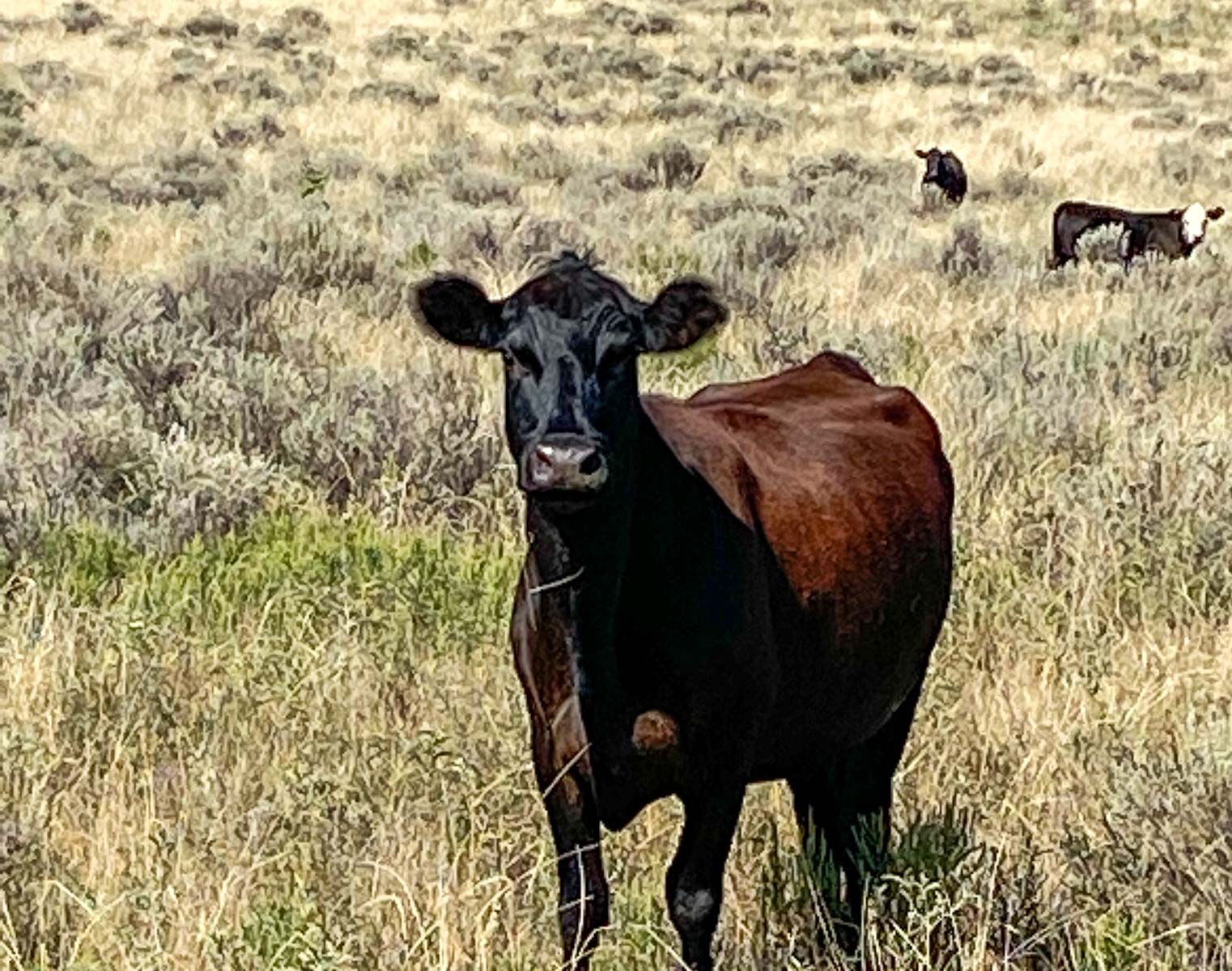 Burson Rita Blanca Creek Ranch property picture 20 of 49