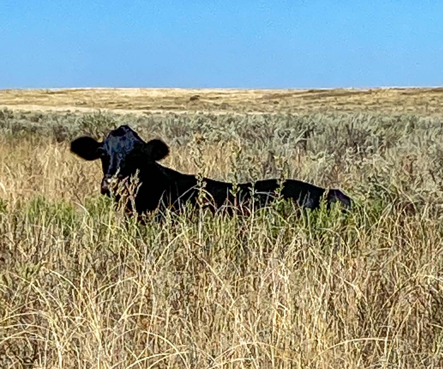 Burson Rita Blanca Creek Ranch property picture 19 of 49