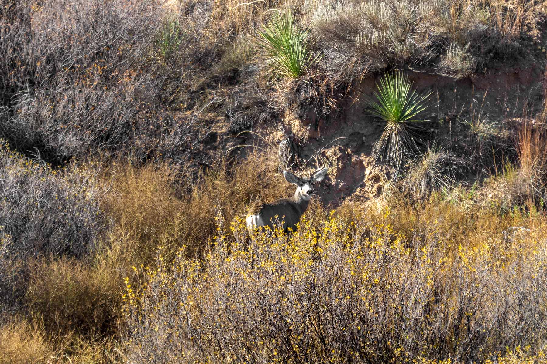 Burson Rita Blanca Creek Ranch property picture 24 of 49