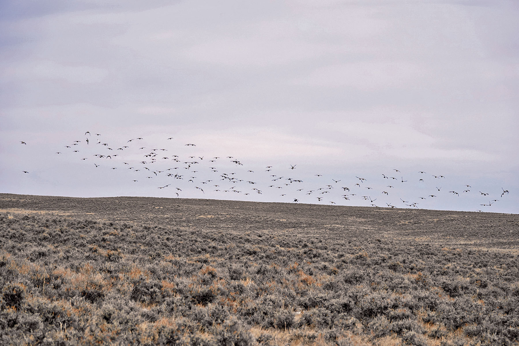 Salt Sage Coulee property picture 7 of 25