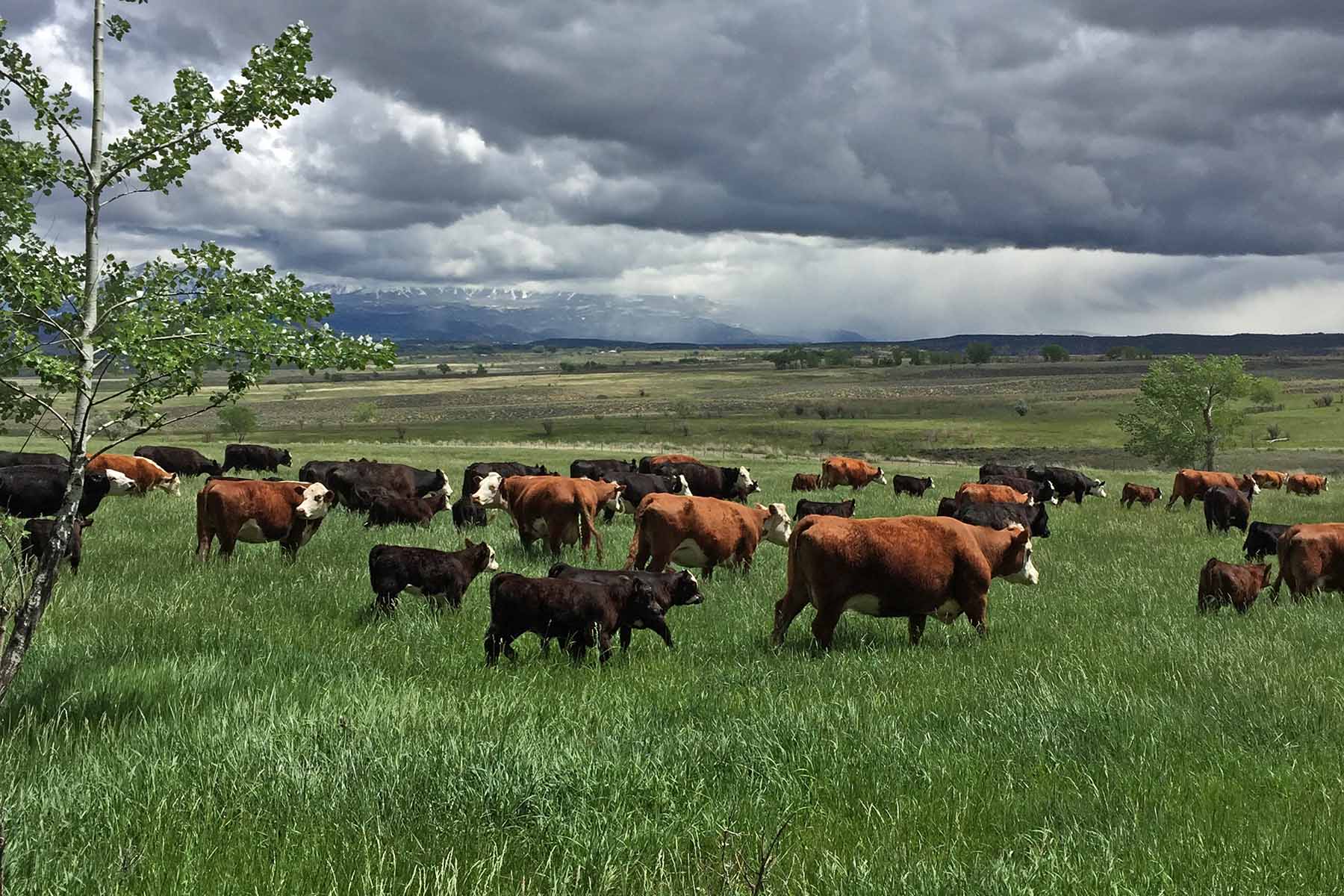 Scenic Mesa Ranch property picture 17 of 76