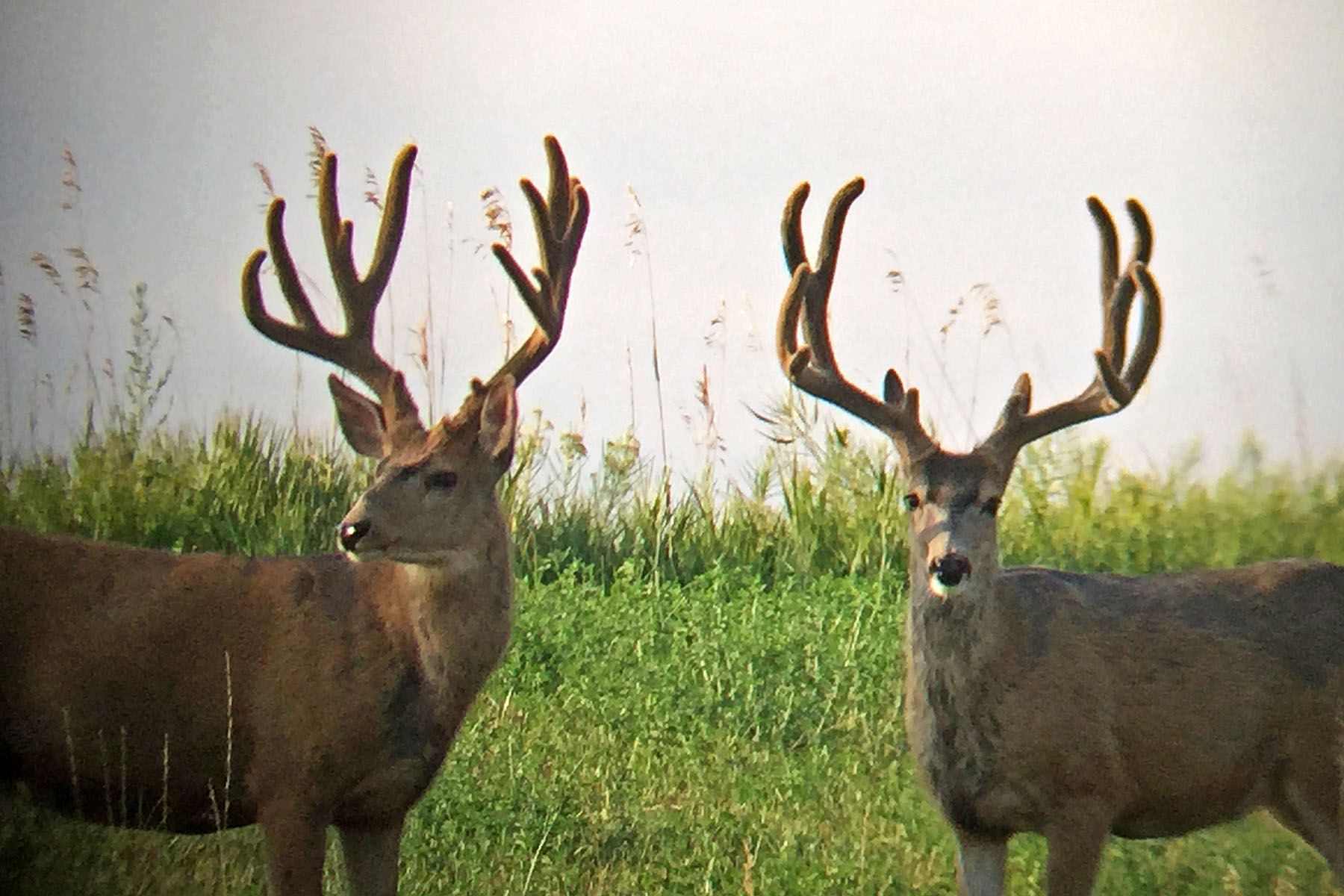 Scenic Mesa Ranch property picture 8 of 76
