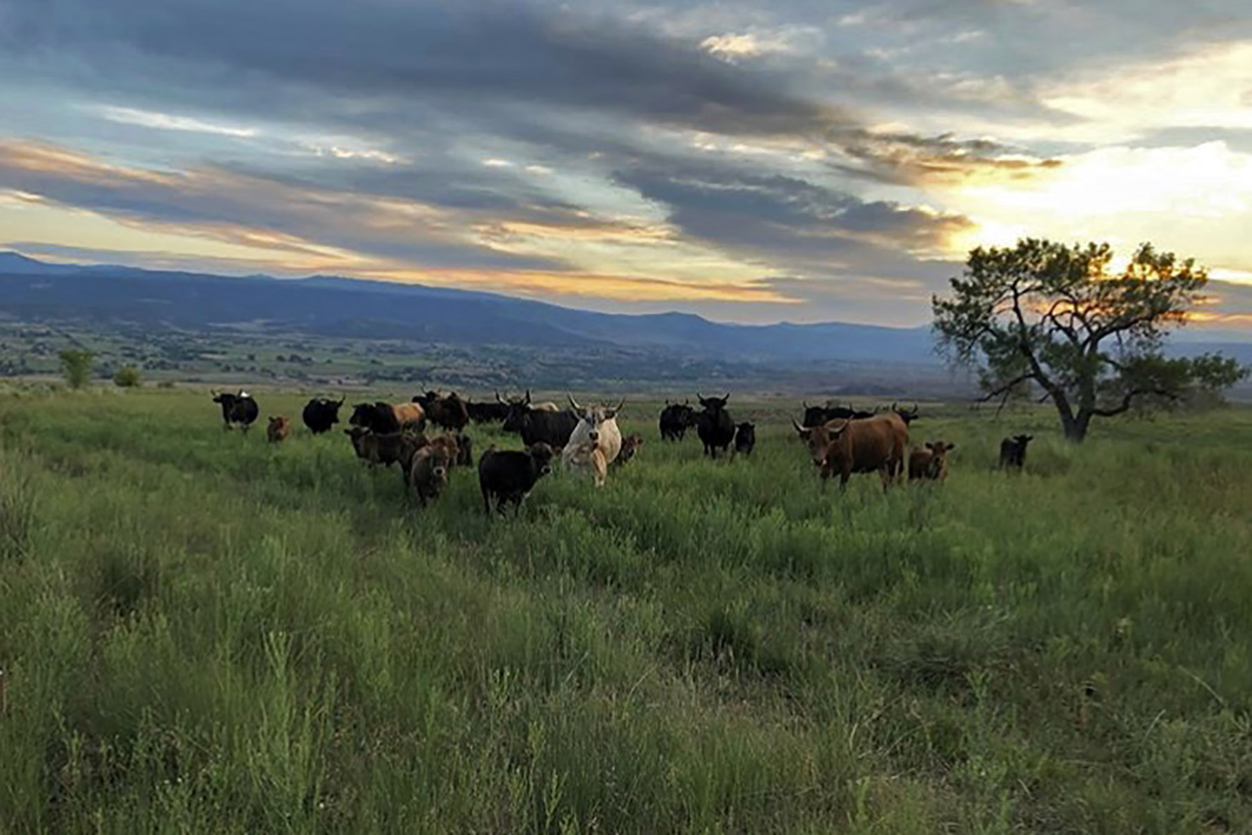 Scenic Mesa Ranch property picture 55 of 76