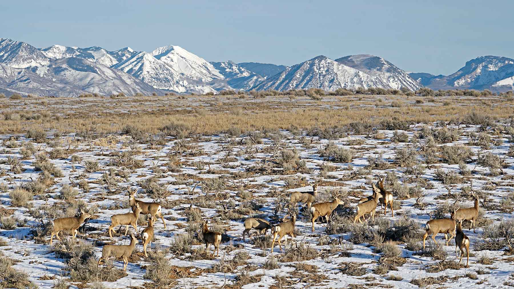 Scenic Mesa Ranch property picture 15 of 76