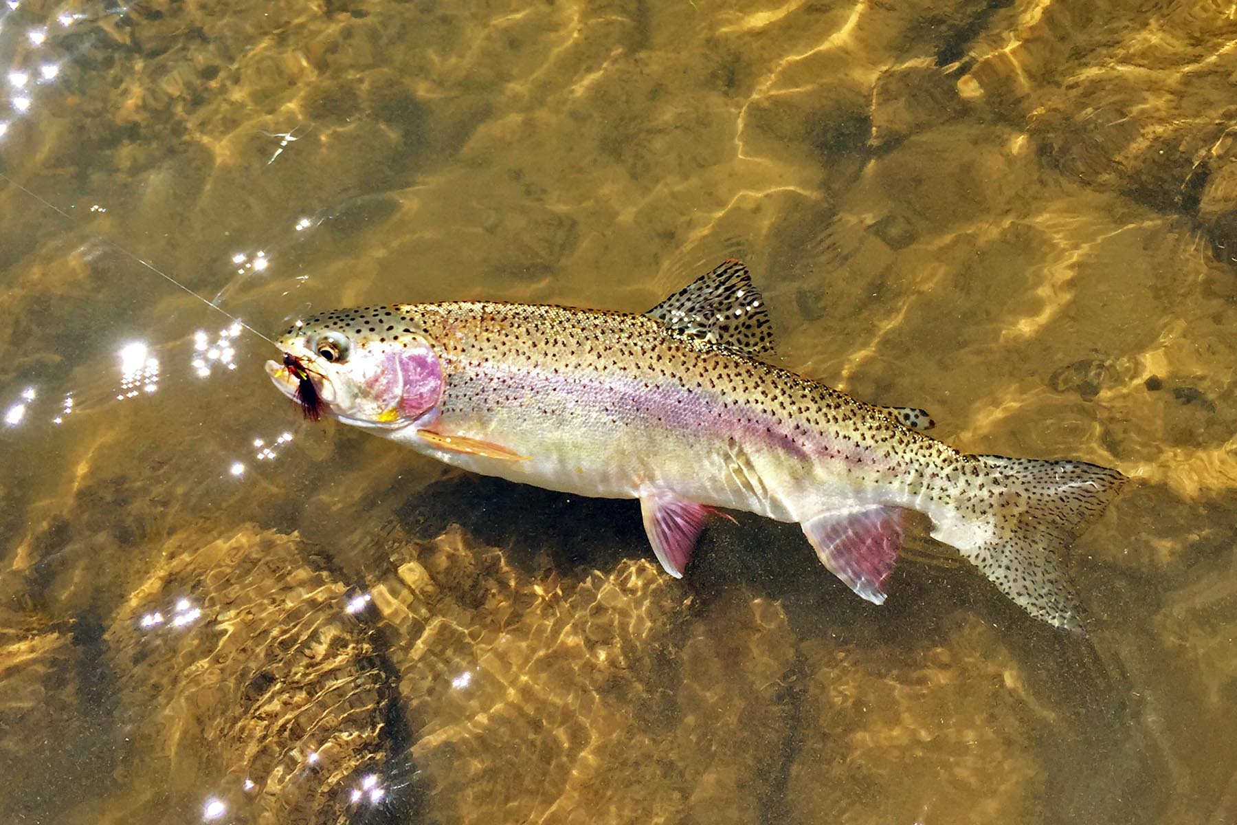 Scenic Mesa Ranch property picture 31 of 76