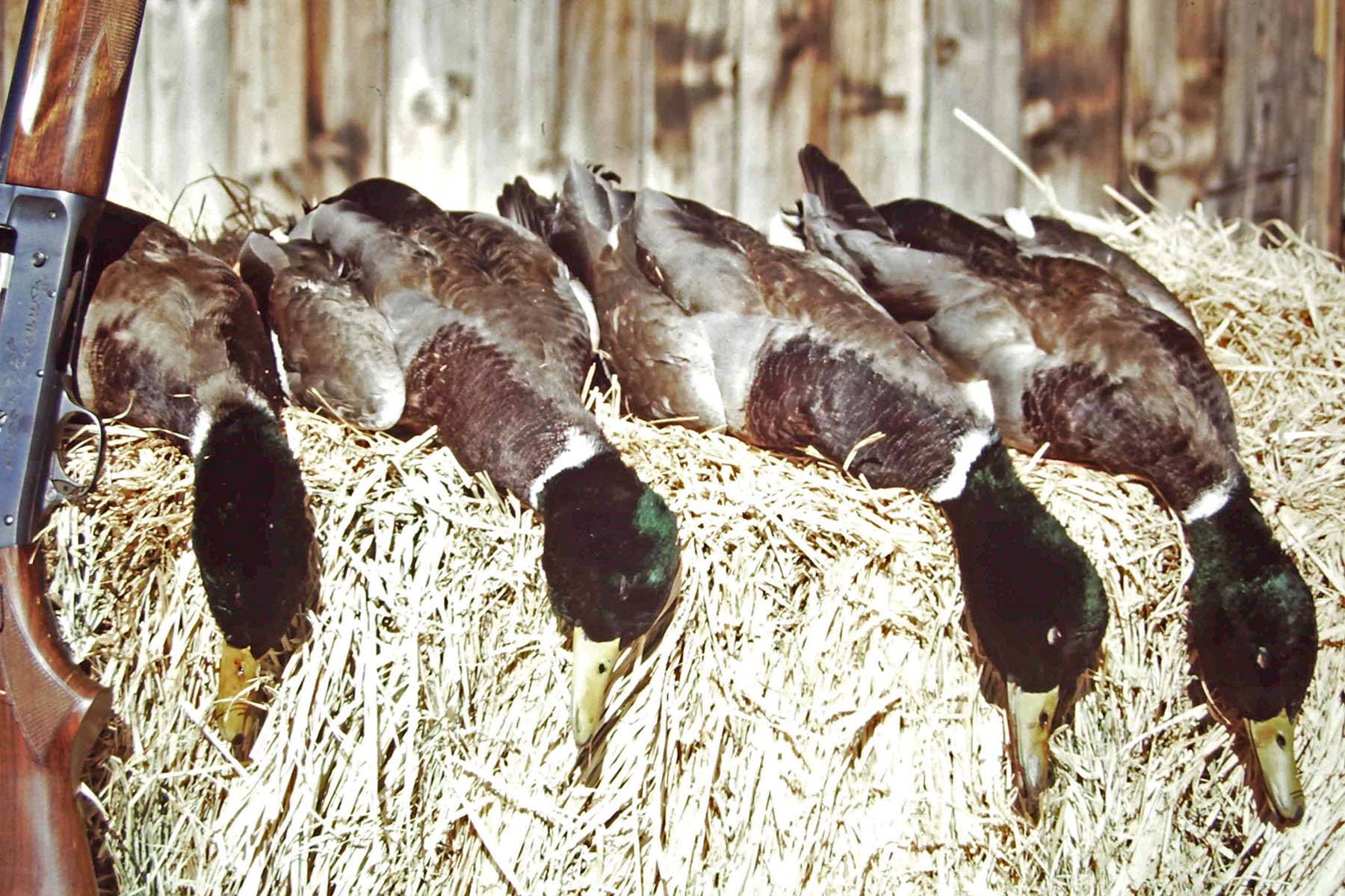 Scenic Mesa Ranch property picture 36 of 76