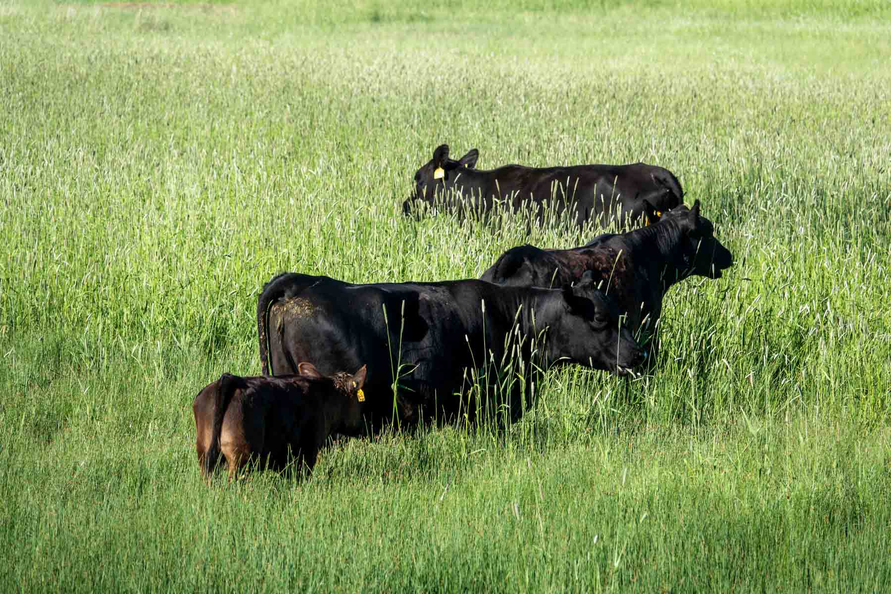 Hansen Ranch property picture 8 of 80