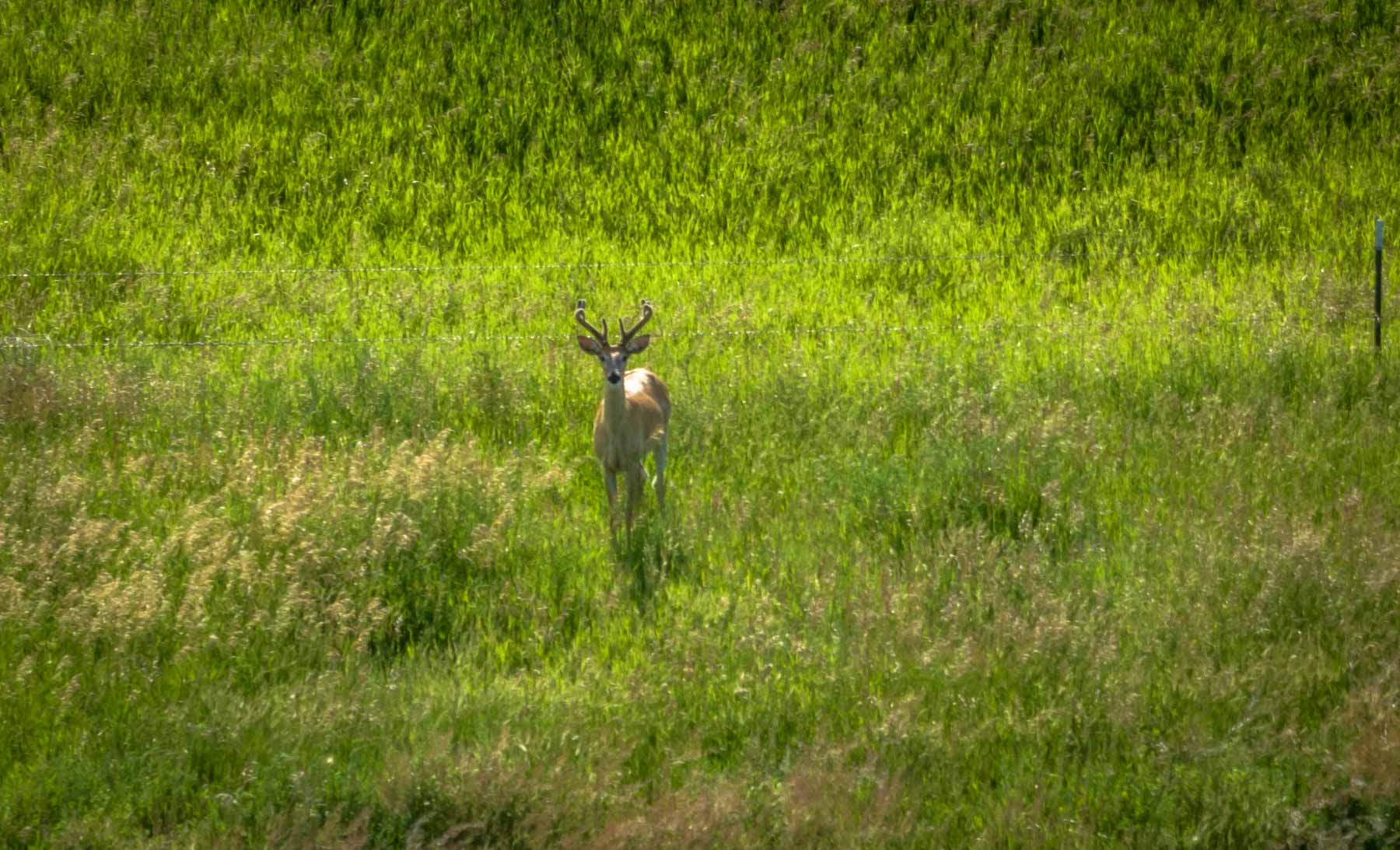Hansen Ranch property picture 43 of 80