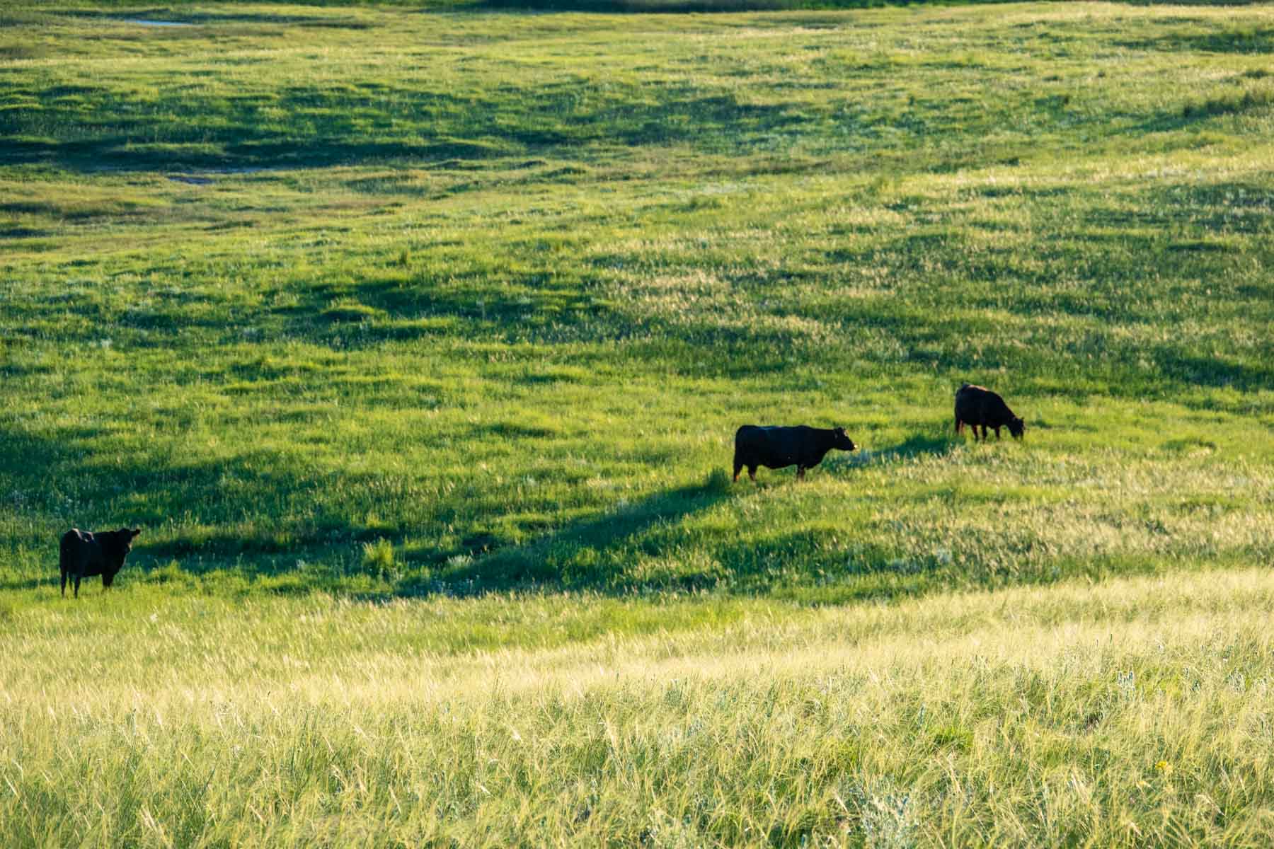 Hansen Ranch property picture 65 of 80