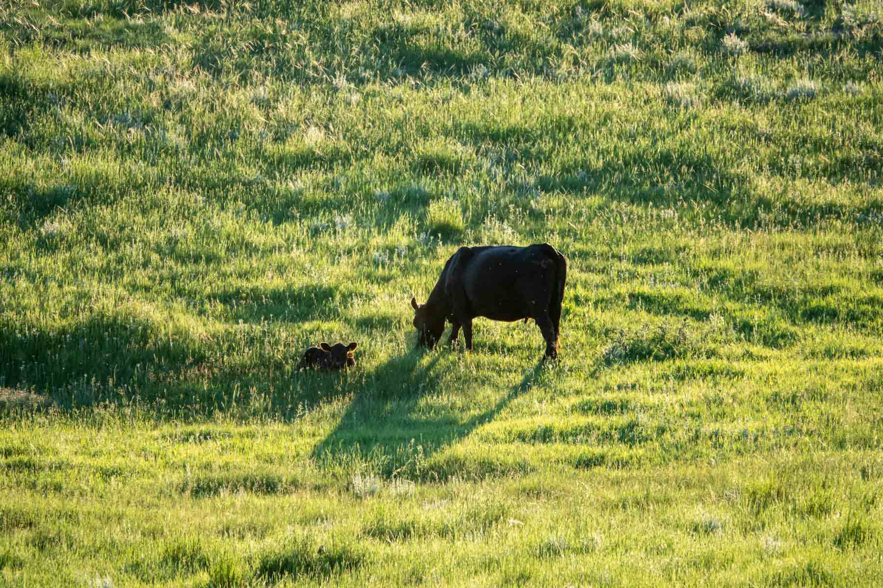 Hansen Ranch property picture 14 of 80