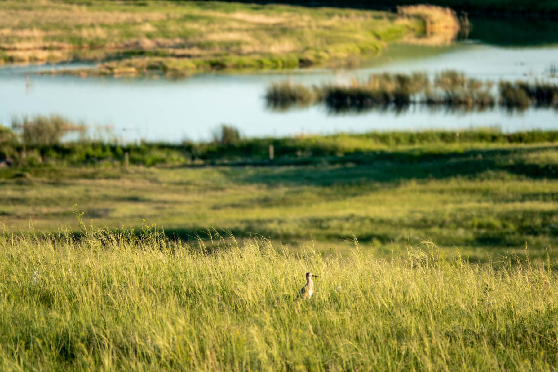 Hansen Ranch property picture 56 of 80