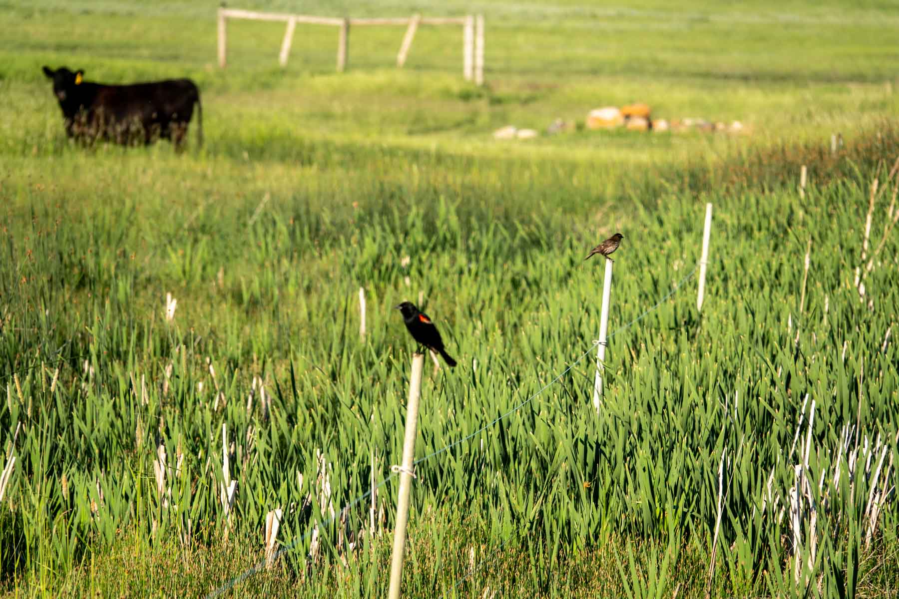 Hansen Ranch property picture 51 of 80