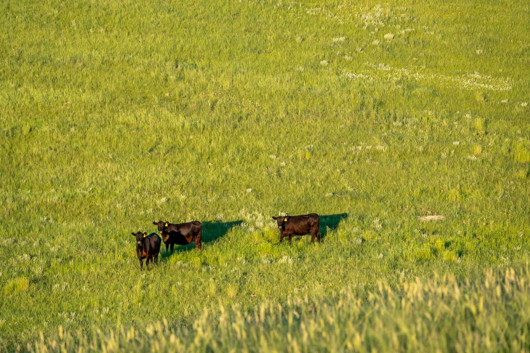 Hansen Ranch property picture 63 of 80