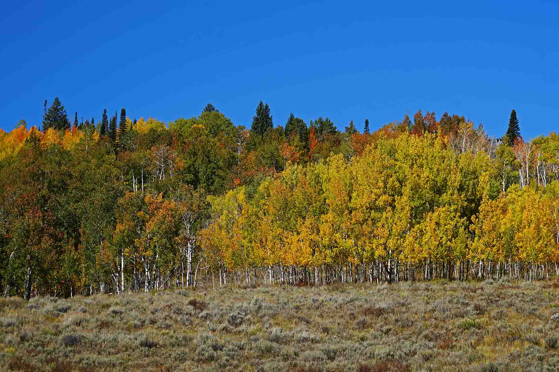 Aspen Grove Ranch property picture 34 of 46