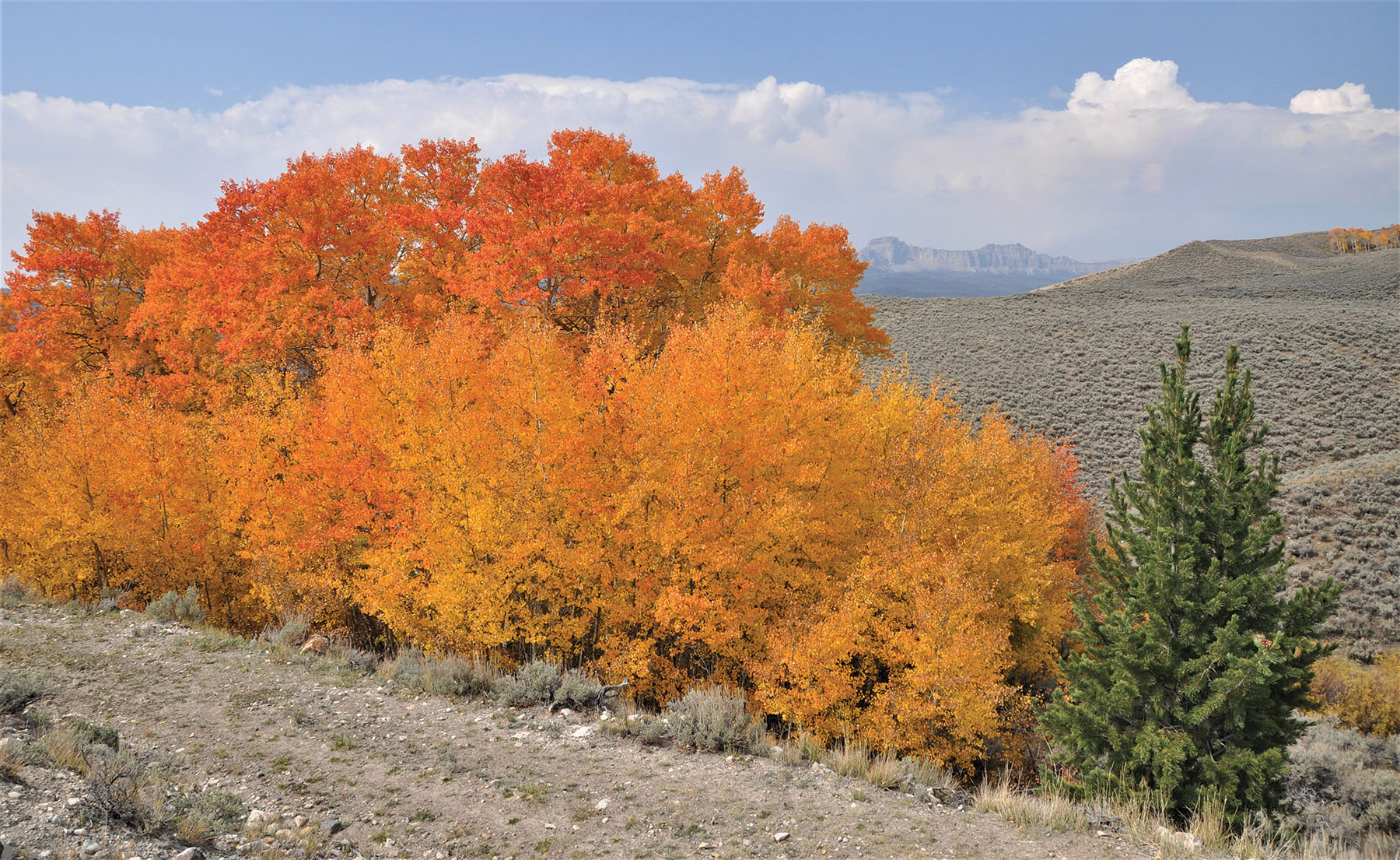 Diamond G Ranch property picture 59 of 77